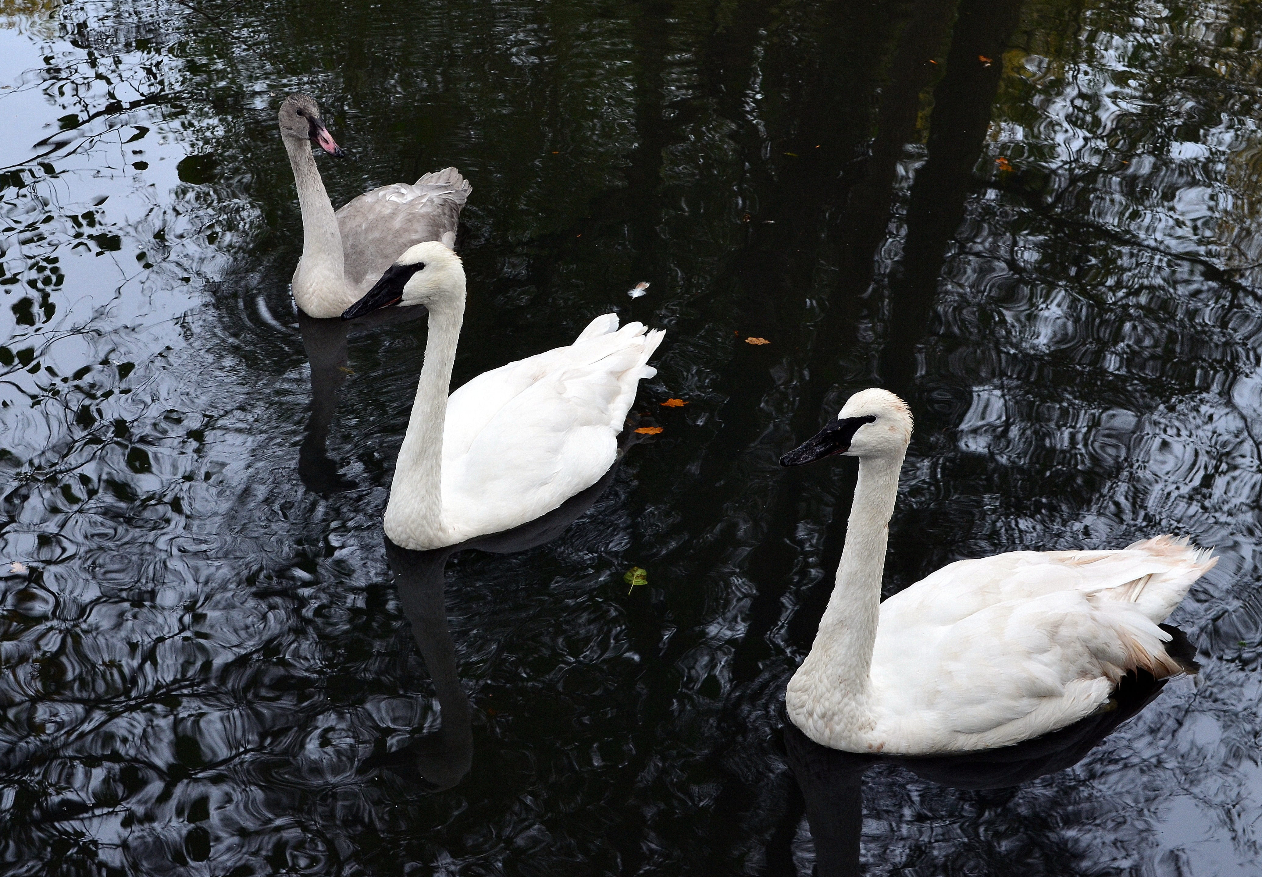 white bird, water, animal family, vertebrate, swan, no people, plumage, beak, water bird, high angle view, day, flock of birds, 4K, group of animals, nature, HD Wallpaper