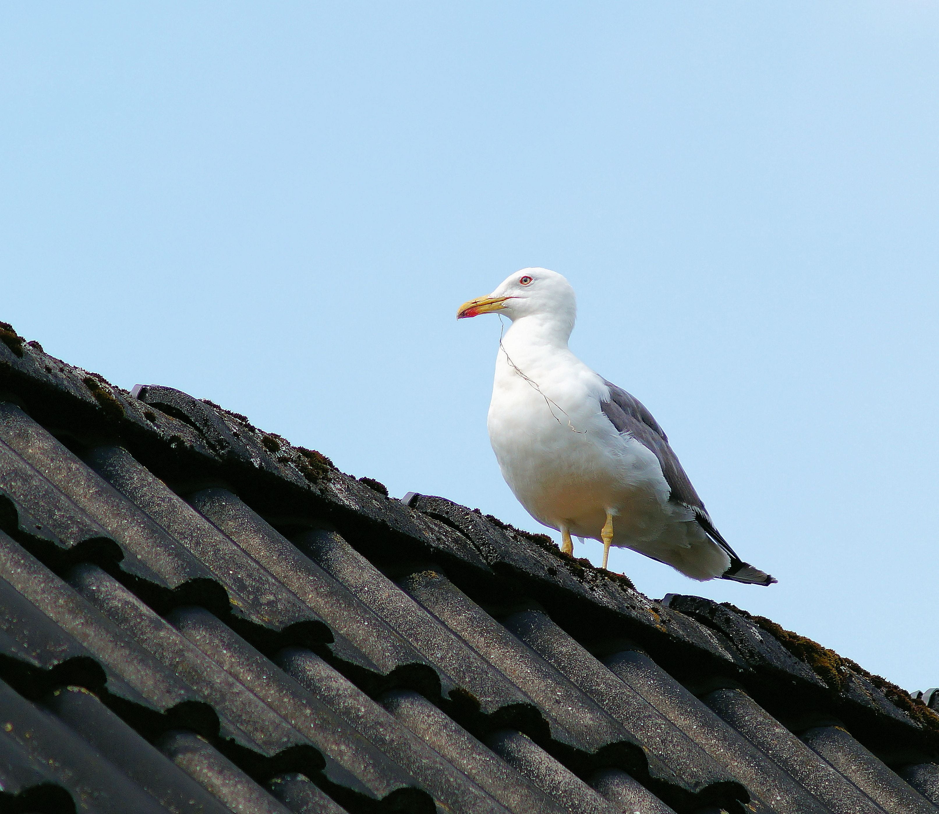 built structure, outdoors, vertebrate, low angle view, sky, animals in the wild, no people, pride, animal, roof, sublime, copy space, gull, day, animal themes, HD Wallpaper