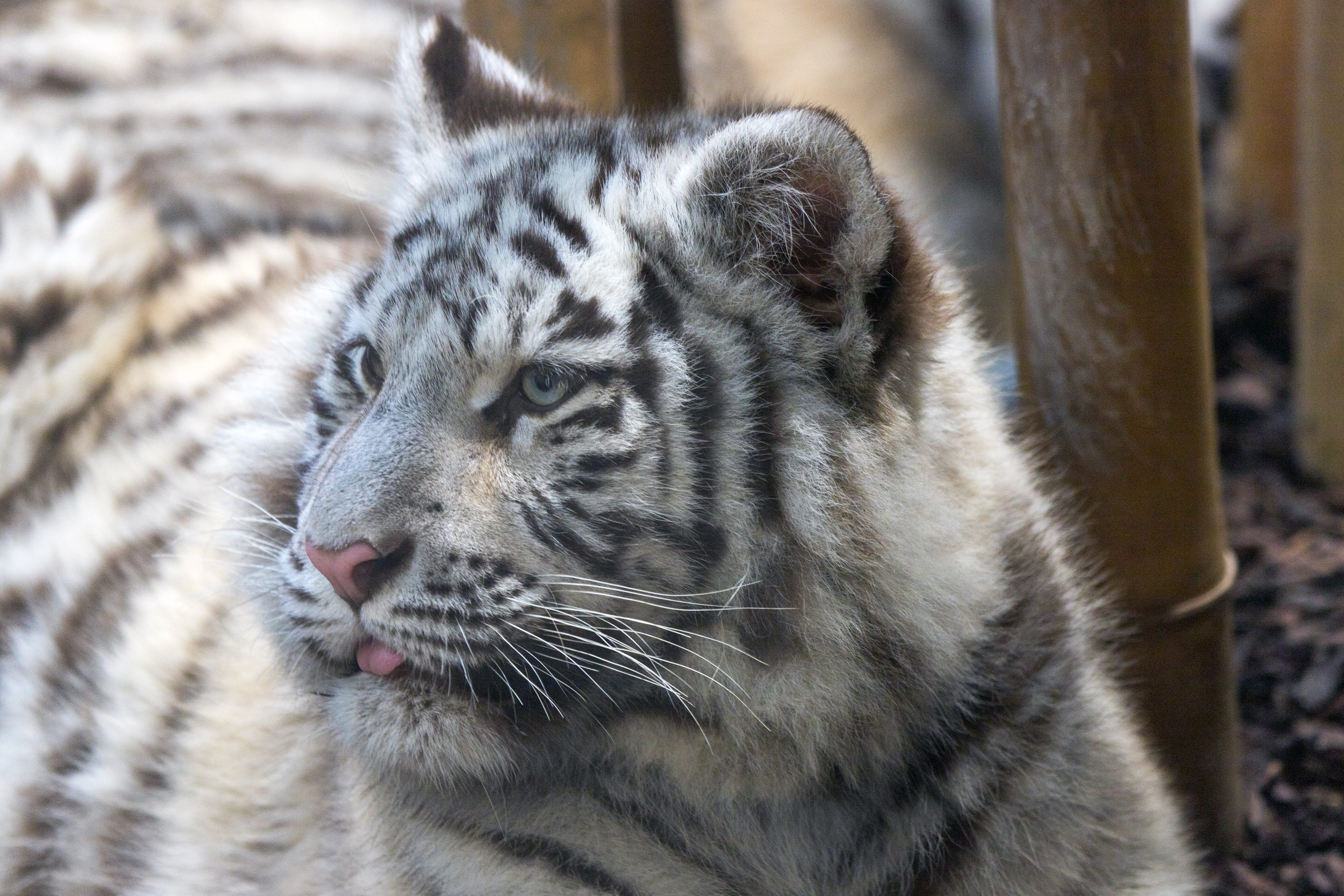 carnivora, cute, carnivores, animal, animals in the wild, one animal, sublime, nature, animal wildlife, focus on foreground, 4K, young animal, animals in captivity, HD Wallpaper