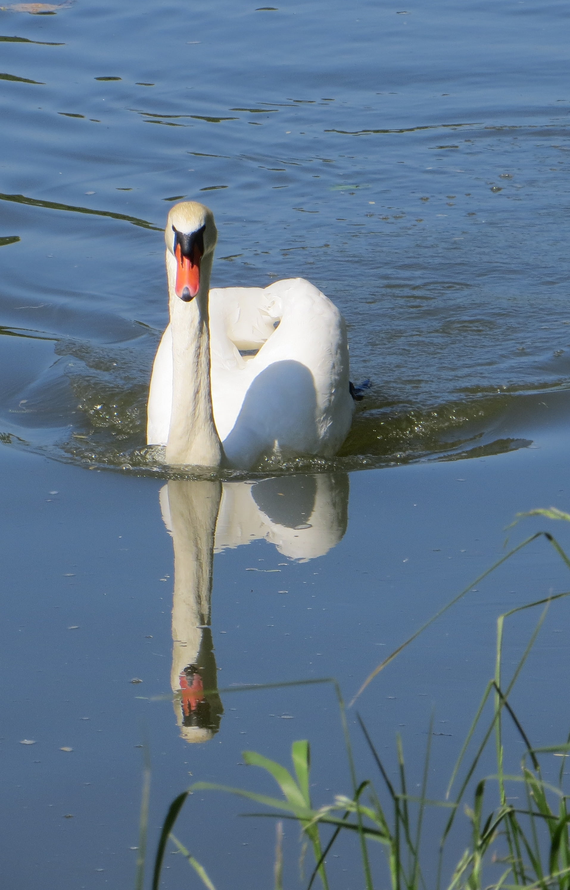 waterfowl, outdoors, swimming, swim, bird, waters, nature, one animal, reflection, floating on water, animal wildlife, mute swan, animals in the wild, no people, Phone HD Wallpaper