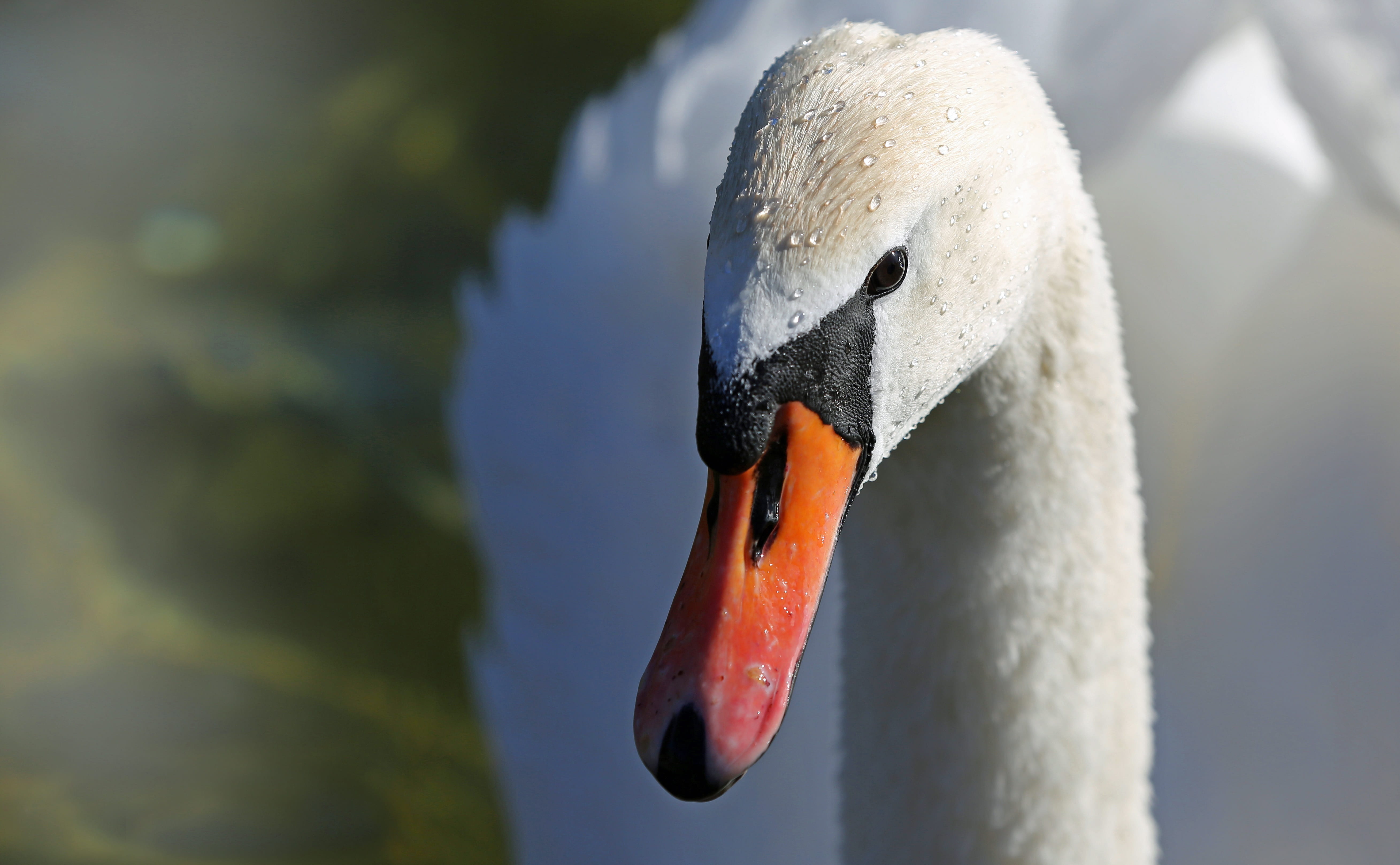 bird, wing, day, pond, photo, 5K, animal neck, nature, sublime, animal wildlife, mute swan, beautiful, animal head, closeup, white, feather, water, animal, HD Wallpaper