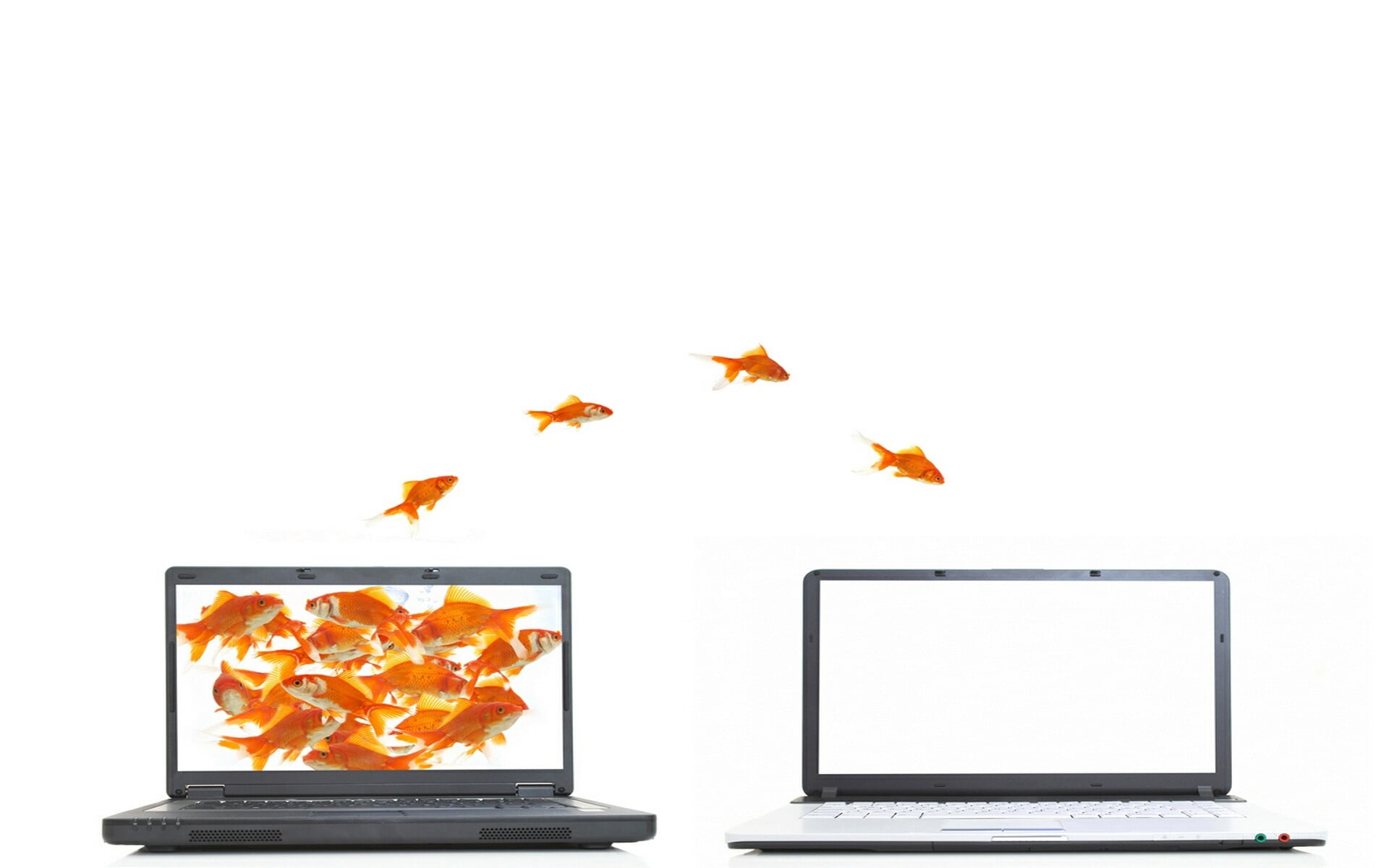 studio shot, symbol, nature, no people, concepts, cut out, group of animals, isolated, computers, group of objects, red, internet, pC, computer Monitor, HD Wallpaper