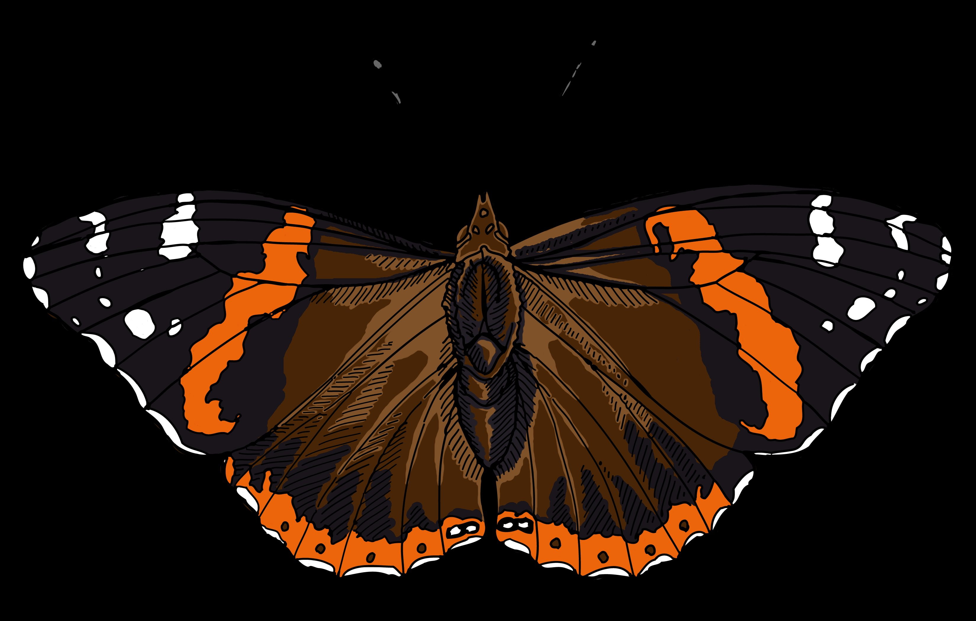 copy space, admiral, studio shot, butterfly, art and craft, animal wildlife, animal themes, illuminated, invertebrate, butterfly - insect, black background, HD Wallpaper