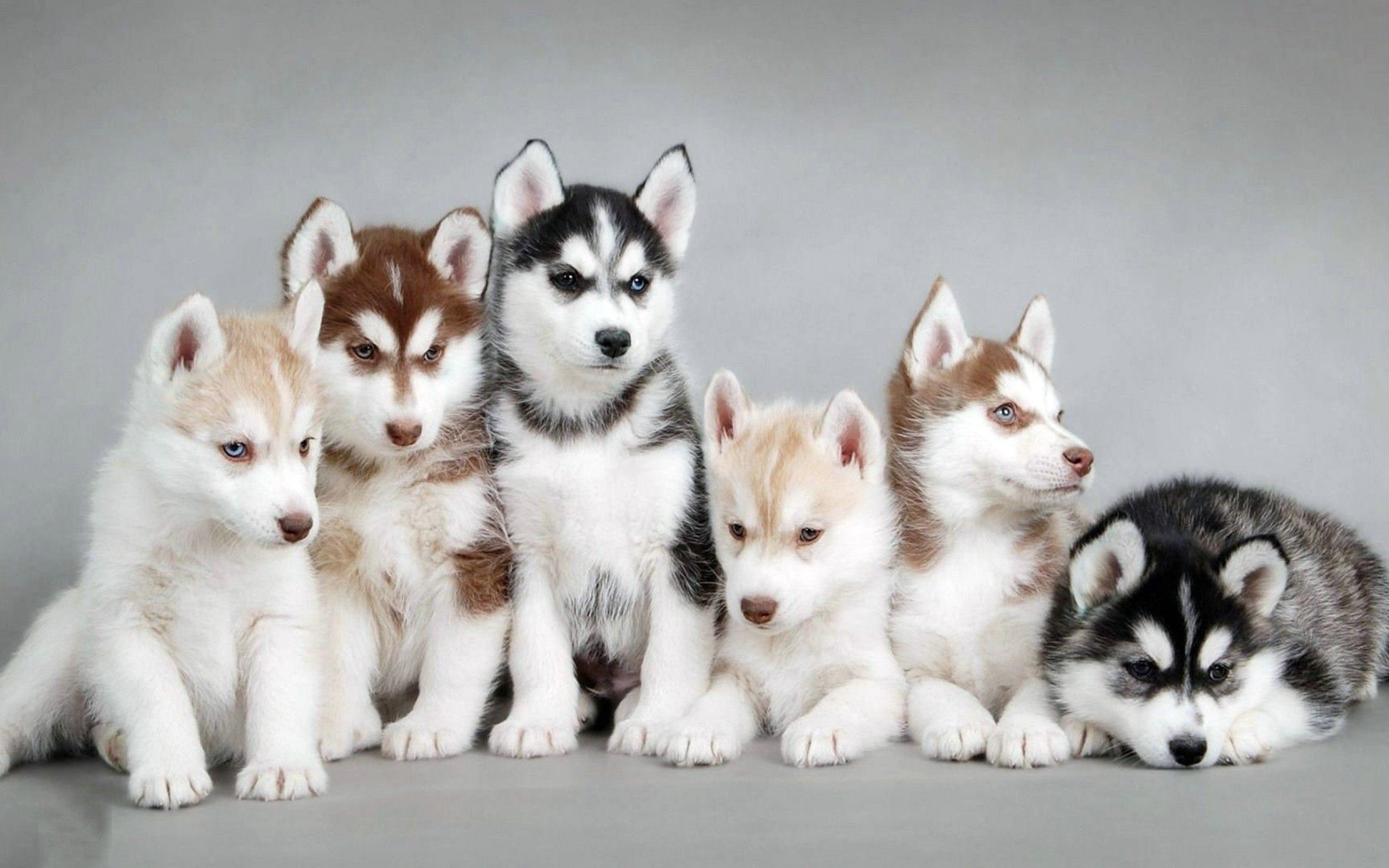 49, no people, animal, young animal, studio shot, togetherness, 2K, four animals, gray, animal family, animal themes, vertebrate, small, canine, domestic animals, HD Wallpaper