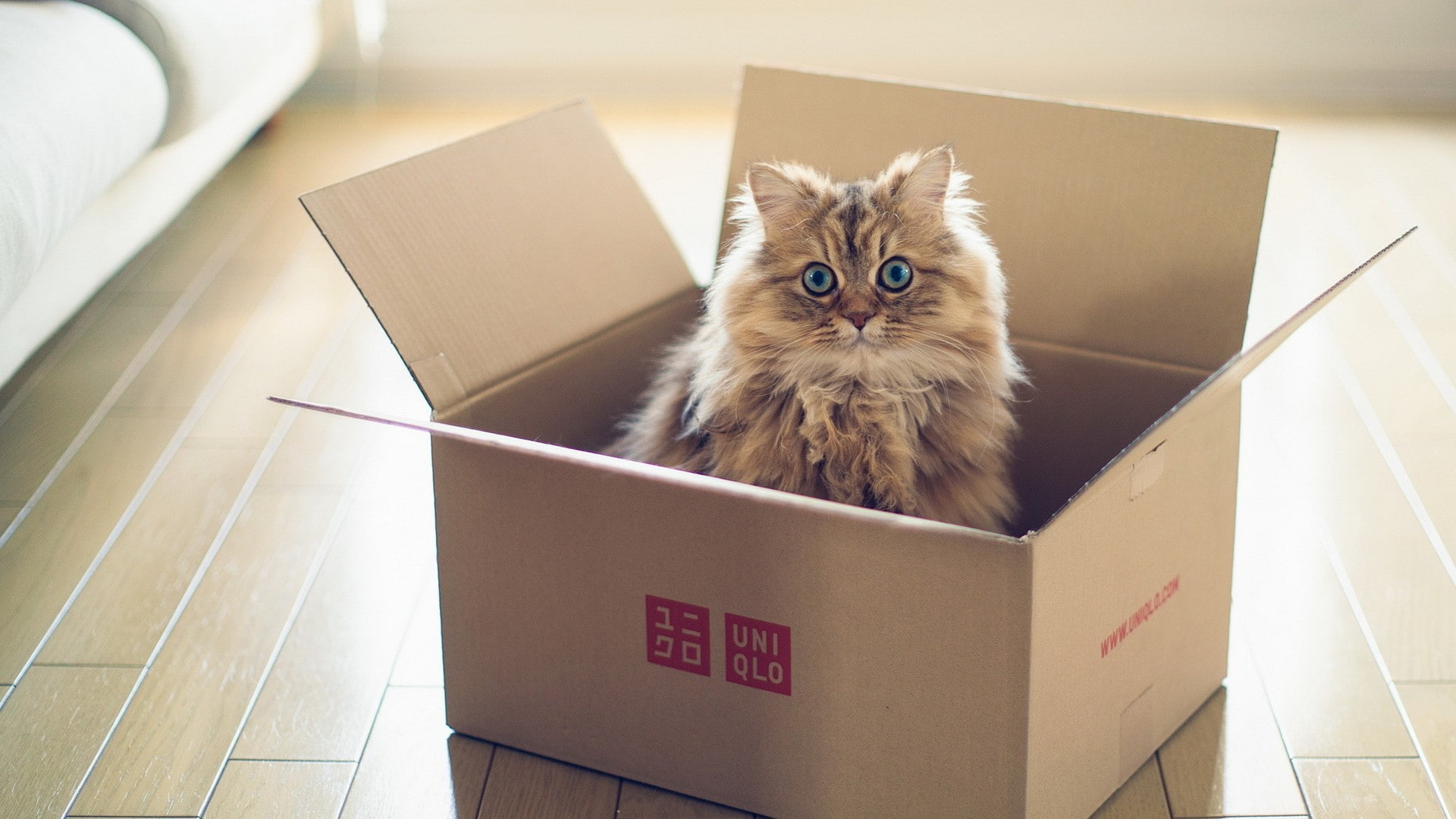 wooden surface, 1080P, blue eyes, animals, boxes, cat, Ben Torode, HD Wallpaper