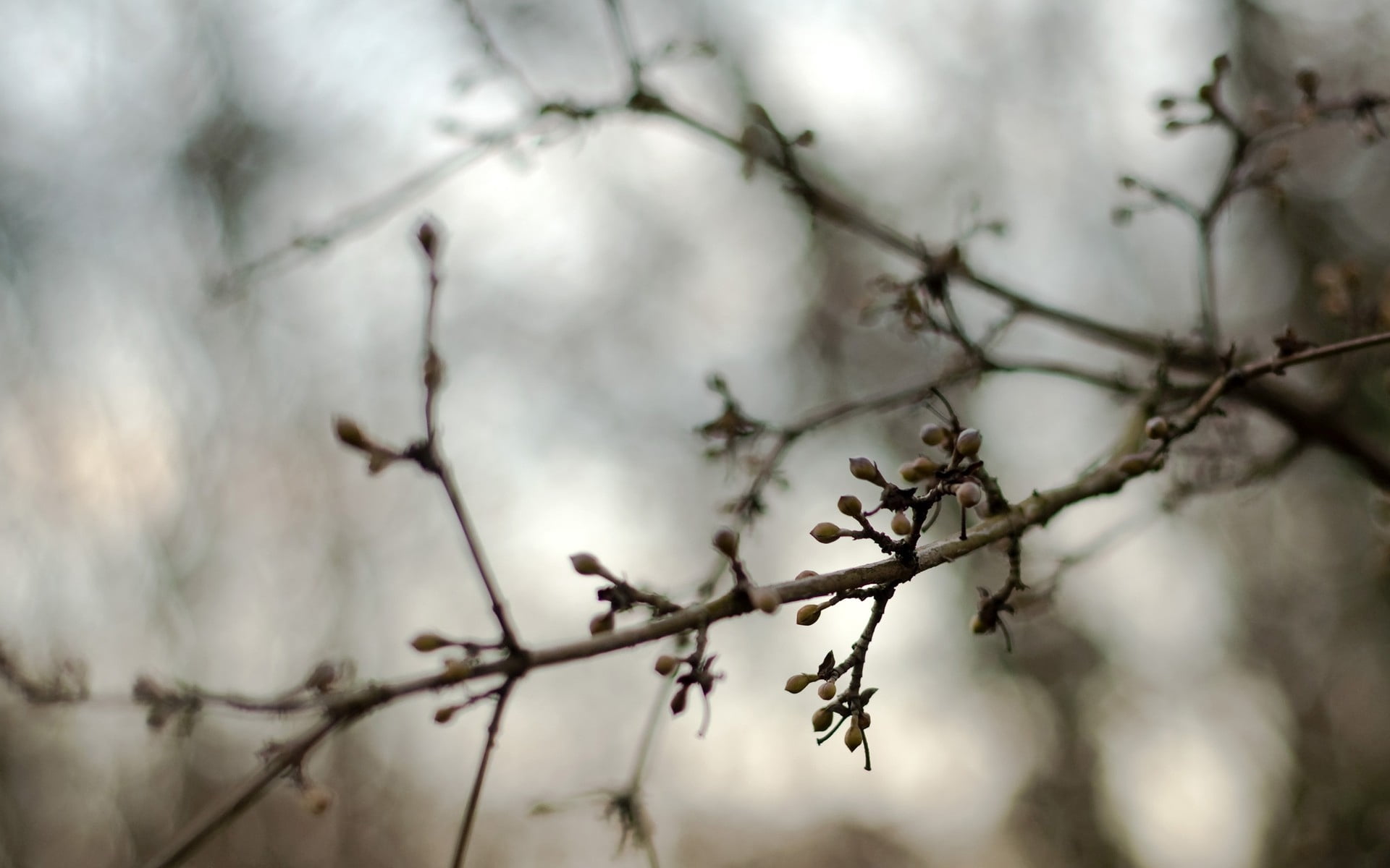 growth, focus on foreground, selective focus, low angle view, spring, dead plant, branches, beauty in nature, day, branch, outdoors, kidneys, tree, 1080P, HD Wallpaper