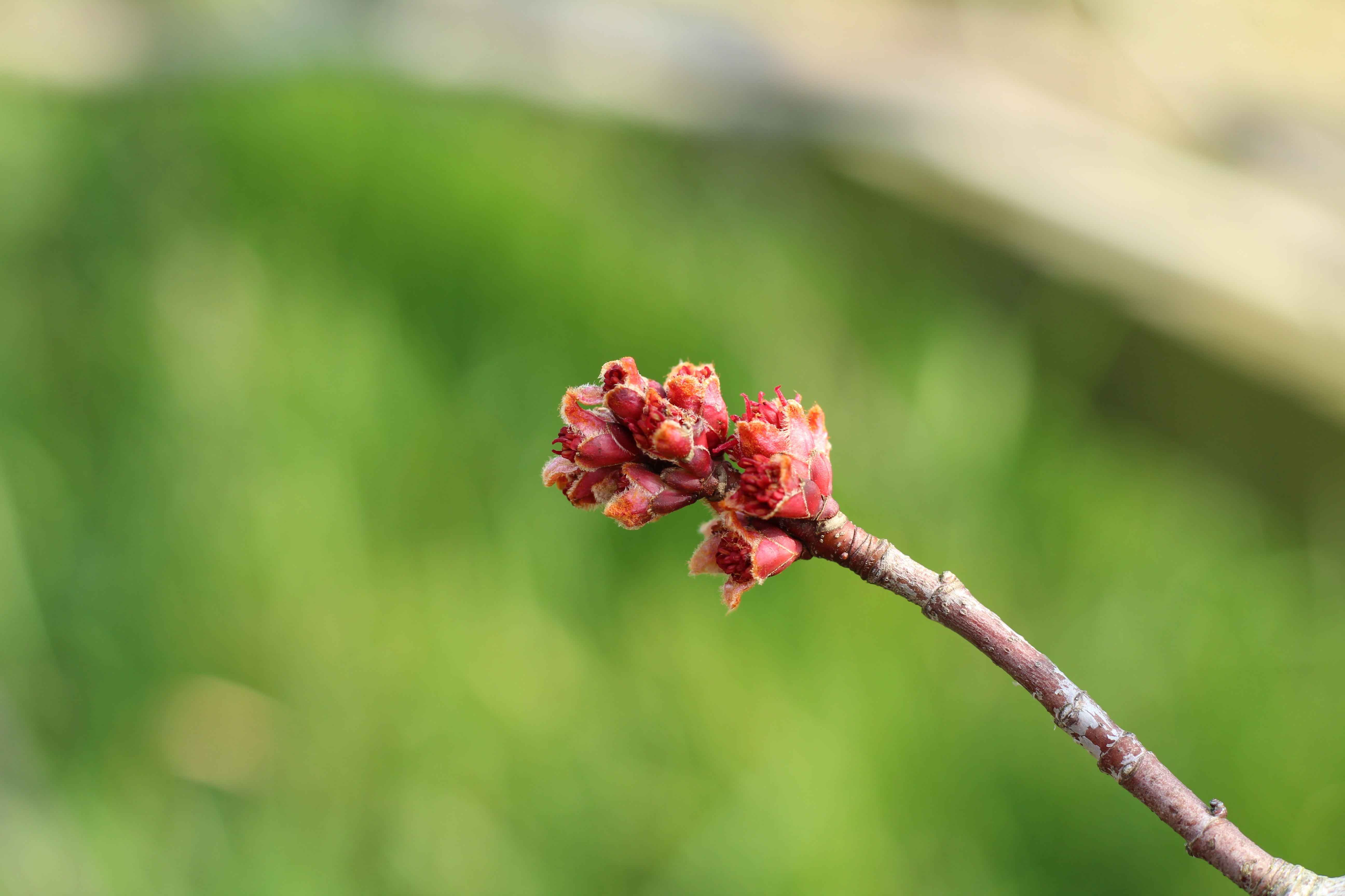 twig, plant, flowering plant, nature, pink Color, blossom, close-up, leaf, flower Head, branch, spring, 5K, beauty In Nature, bud, botany, springtime, HD Wallpaper