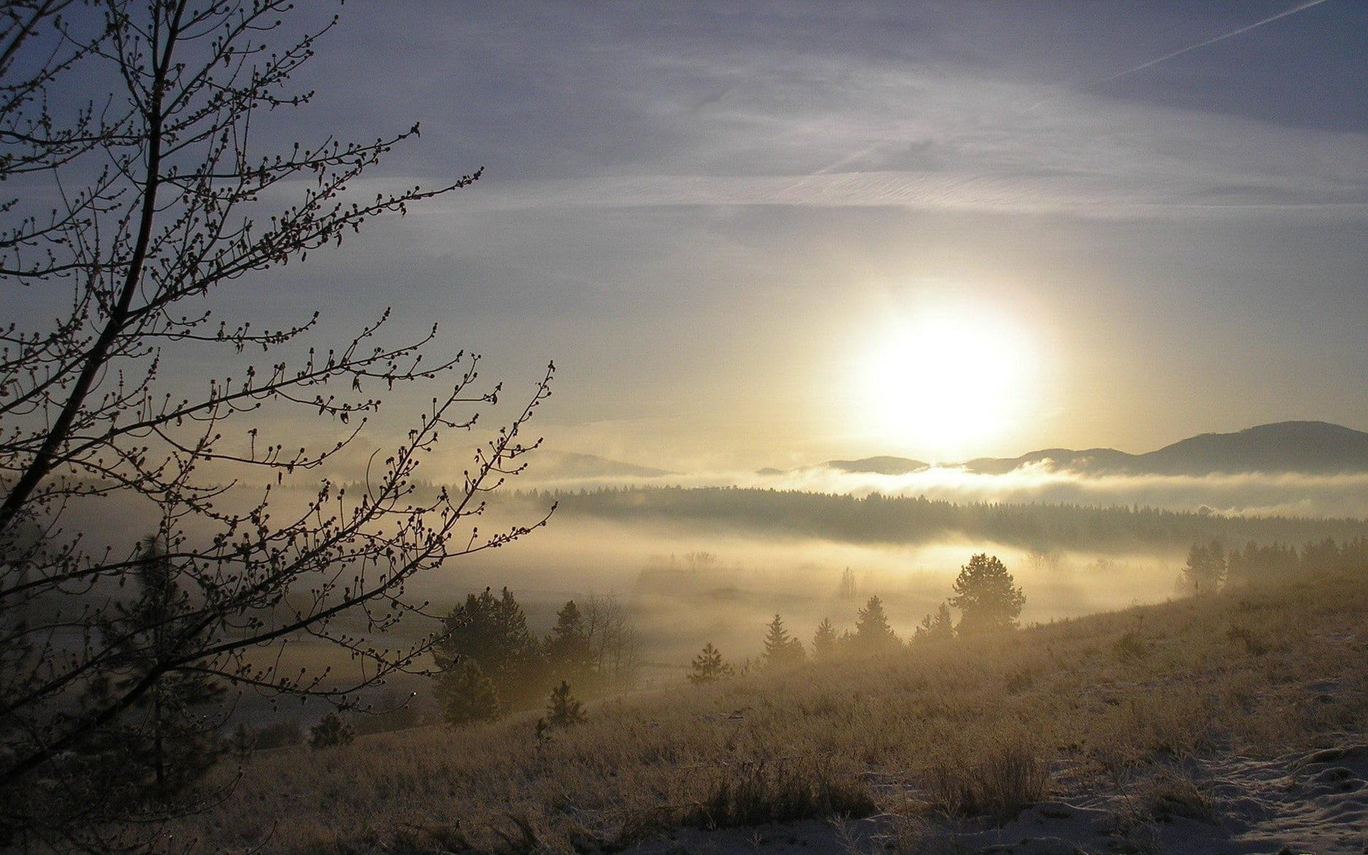 tree, non-Urban Scene, blue, hazy, no People, idyllic, green, frost, mist, cloud - Sky, tranquility, plant, sky, cold - Temperature, sunlight, tranquil Scene, HD Wallpaper