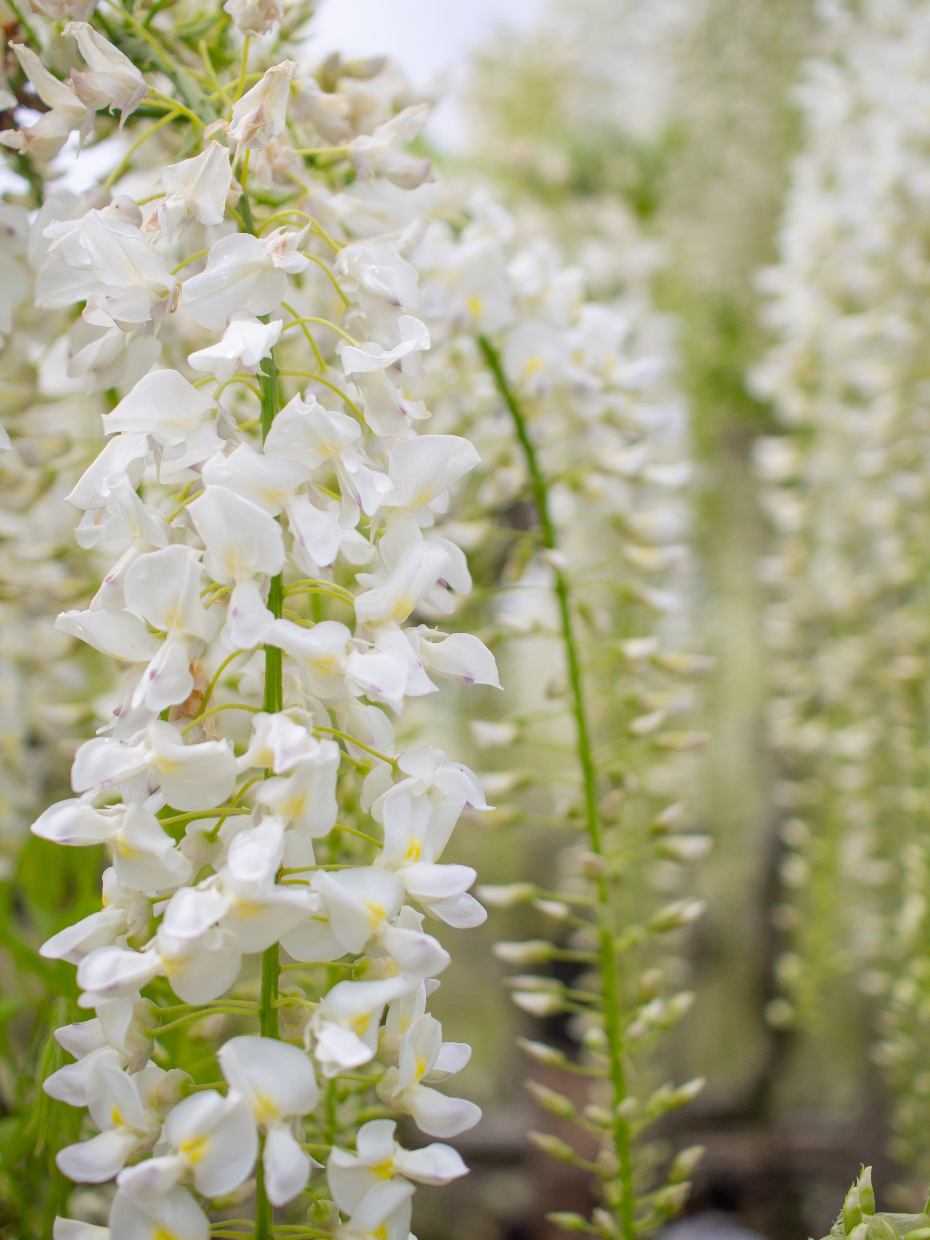 vulnerability, white kidney, day, petal, flowers, inflorescence, focus on foreground, outdoors, wisteria, white, freshness, garden, fragility, spring, flowering plant, Phone HD Wallpaper
