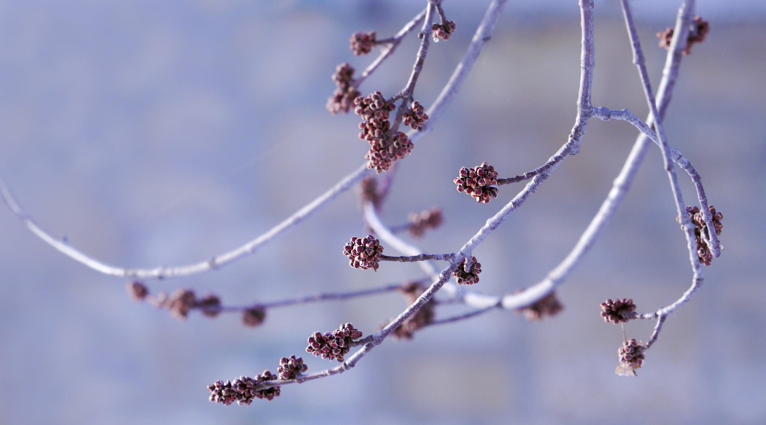 background, branches, kidney, bokeh, 2K, HD Wallpaper