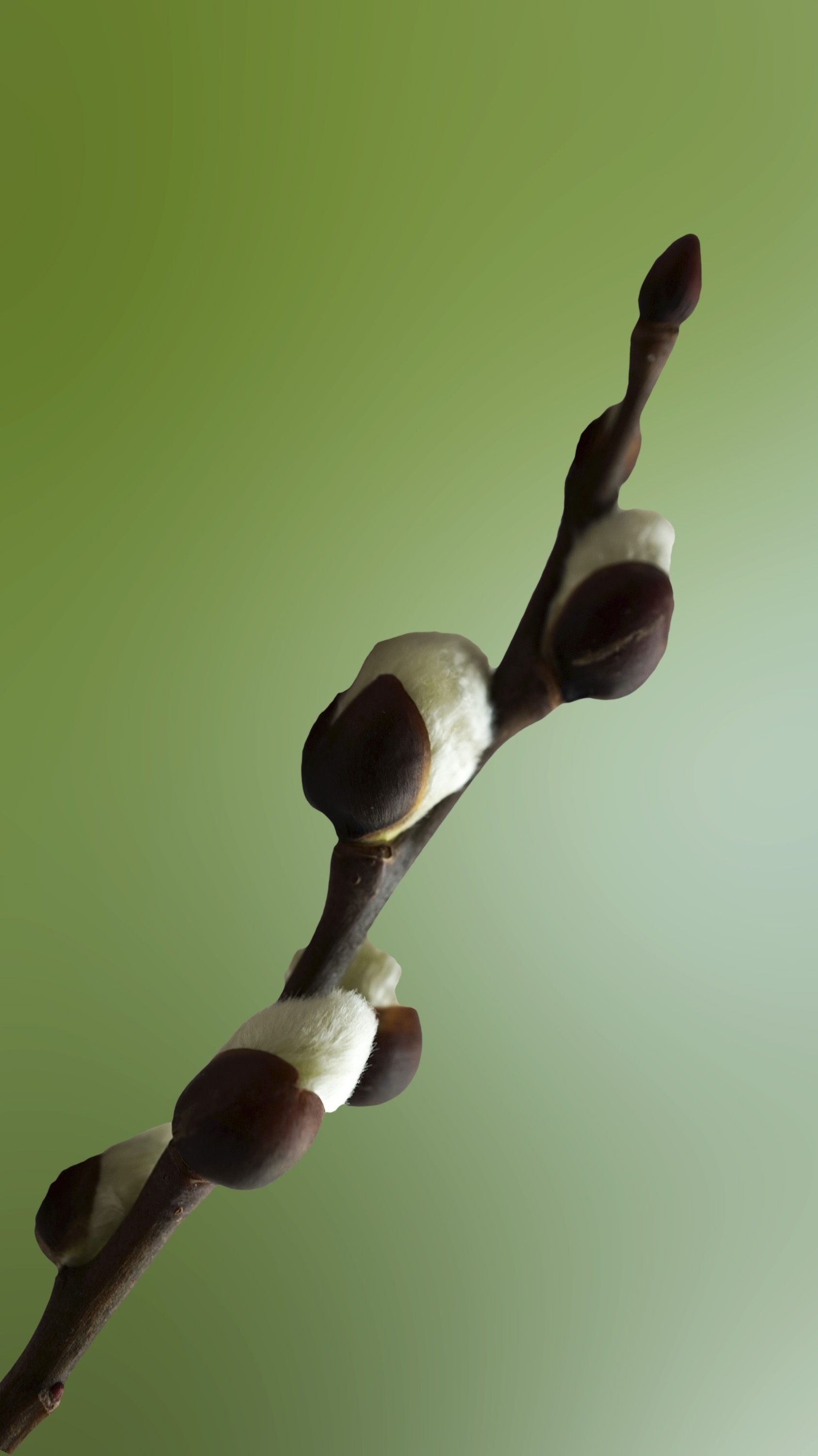 green color, macro, nature, verba, branch, wall - building feature, studio shot, plant stem, vulnerability, colored background, indoors, plant, 2K, human body part, Phone HD Wallpaper