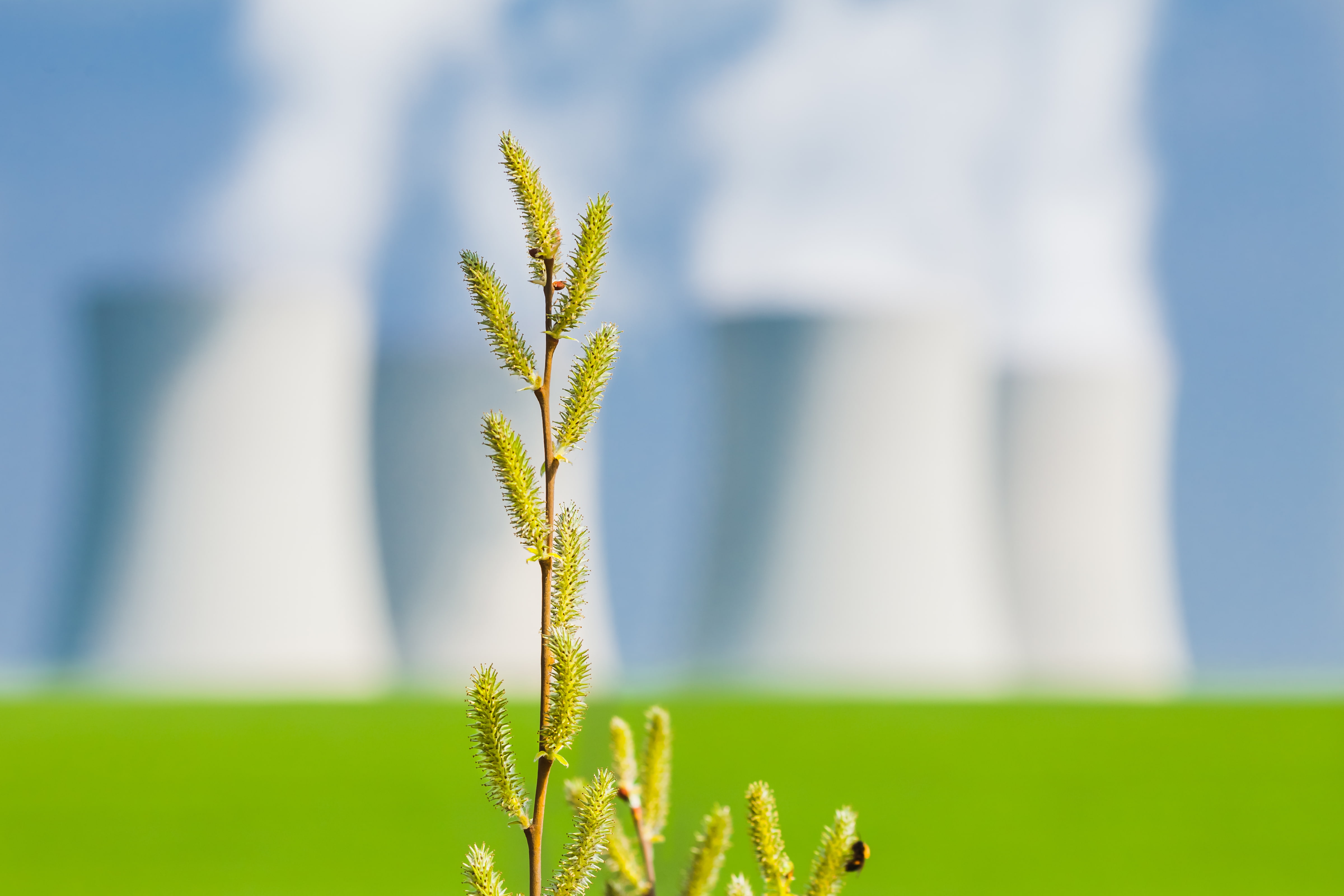 background, kidney, greens, branch, nature, blur, 4K, macro, HD Wallpaper