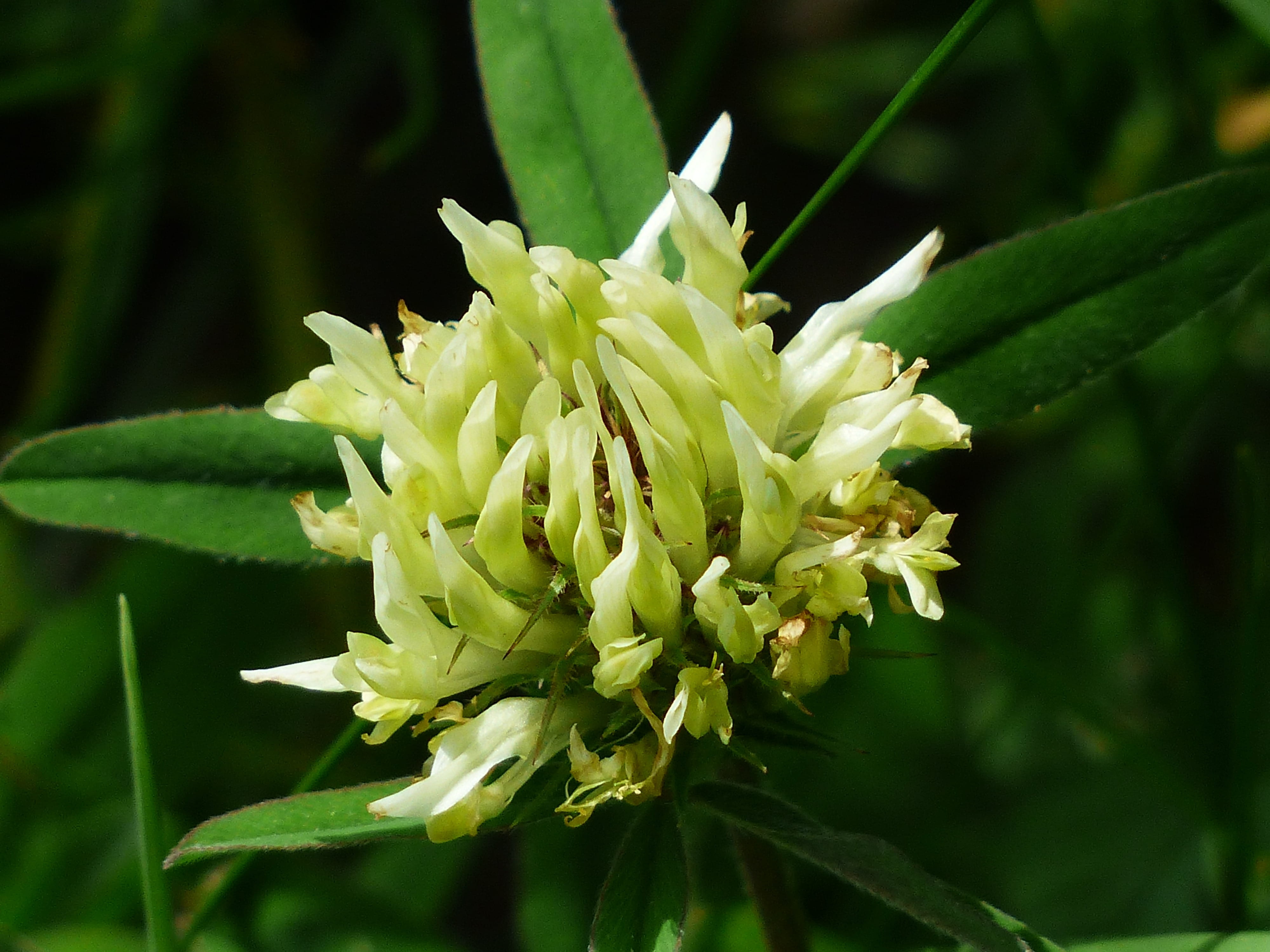 no people, beginnings, Kidney Vetch, fabaceae, anthyllis, Bloom, faboideae, petal, growth, beauty in nature, legume, freshness, leaf, focus on foreground, HD Wallpaper