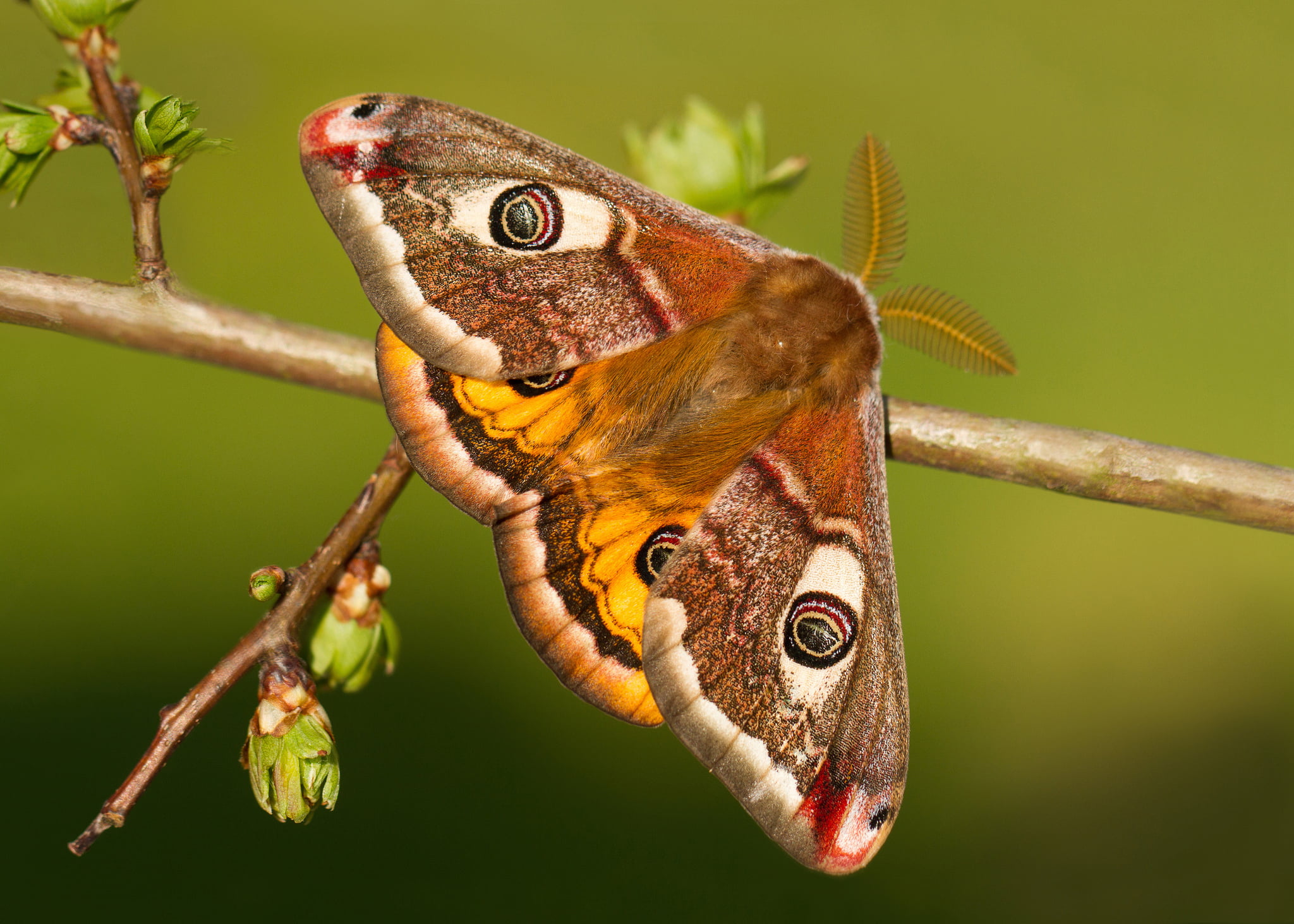 animals in the wild, animal wing, flower, 1080P, plant, vertebrate, animal wildlife, animal themes, nature, Small Emperor moth, one animal, green color, HD Wallpaper