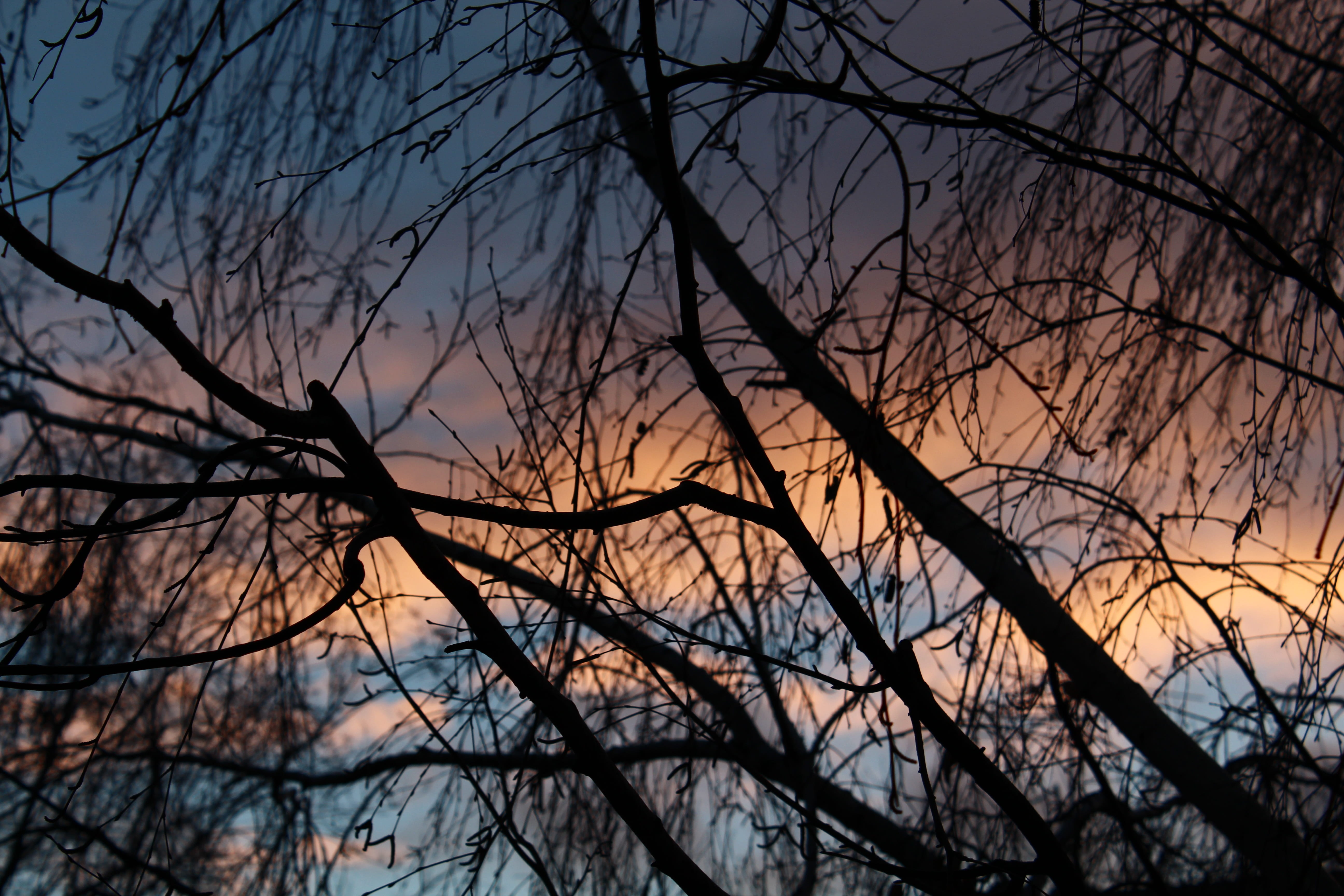 bare tree, tranquil scene, plant, dead plant, sunset, bright, forest, beauty in nature, kidney, low angle view, cold, dusk, blue sky, atmosphere, outdoors, HD Wallpaper