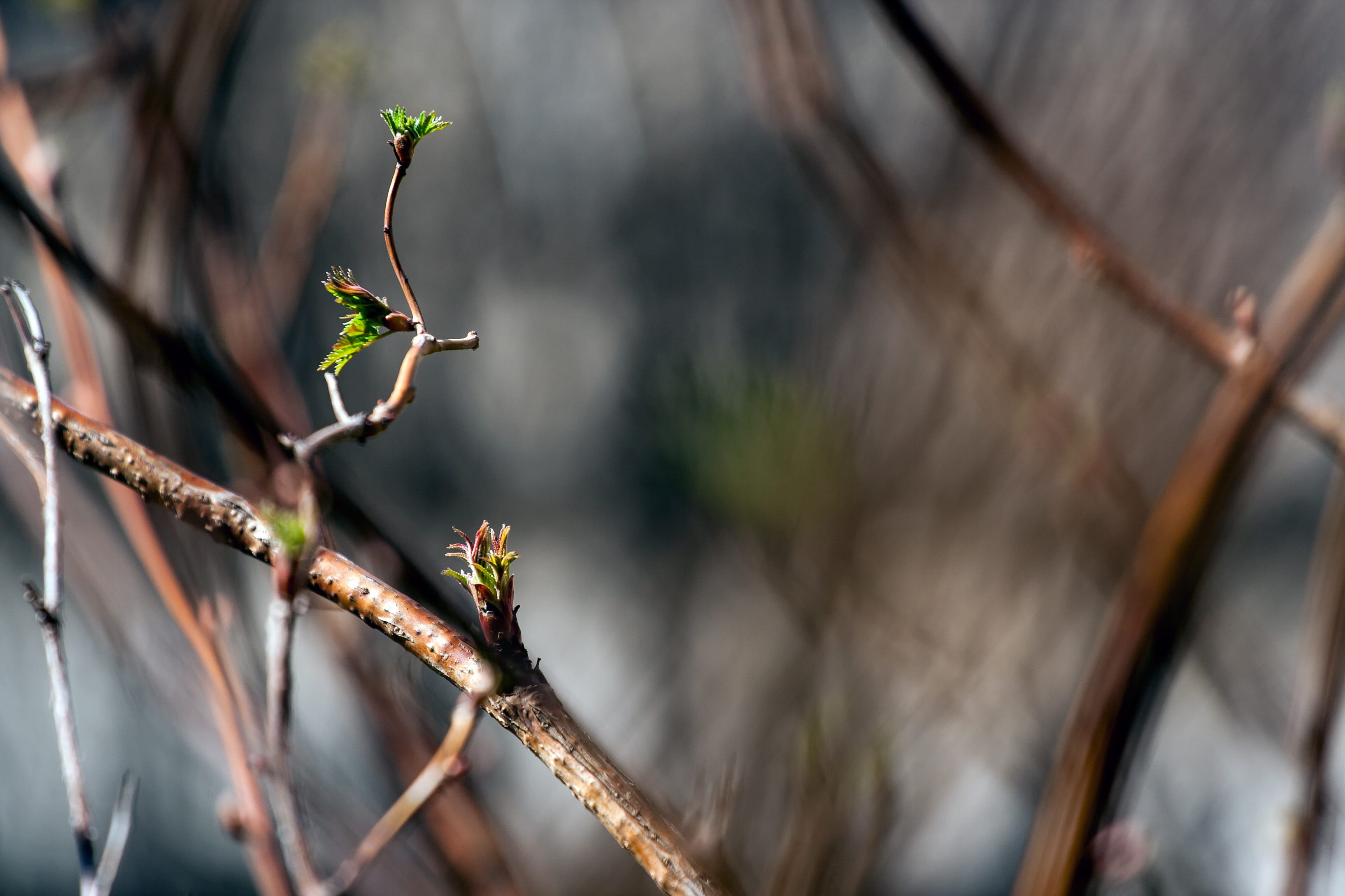 nature, selective focus, animal, abstract, the first sheet, animals in the wild, awakening, bloom, animal themes, flora, beauty in nature, tree, no people, HD Wallpaper