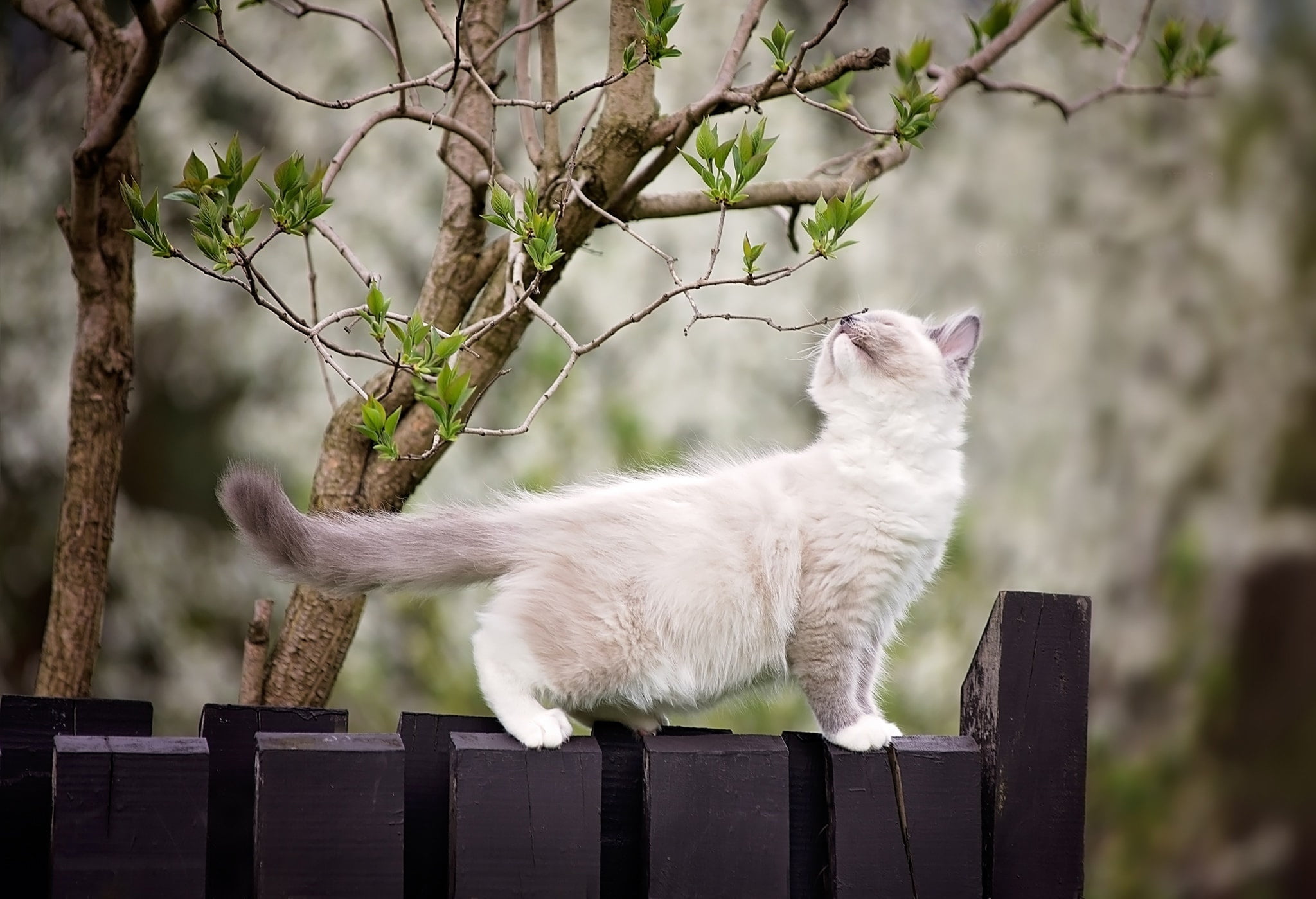 1080P, cub, ragdoll, spring, nature, the fence, kidney, Monica Quilt, kitty, tree, branches, animal, HD Wallpaper