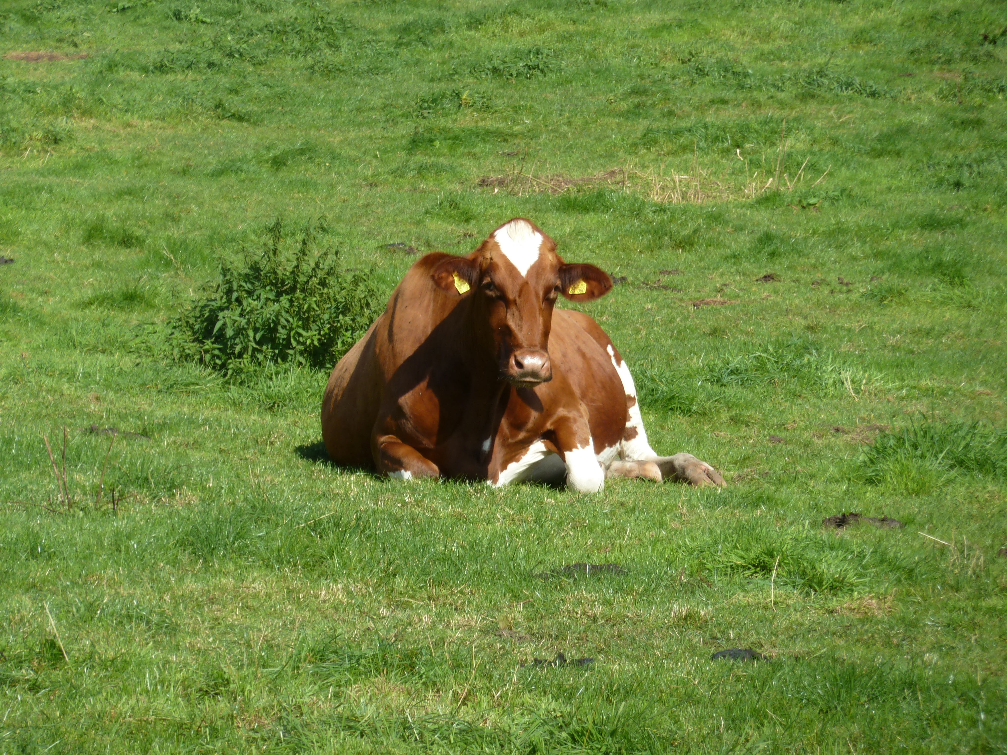 cattle, happy cows, concerns, agriculture, one animal, vertebrate, livestock, beef, no people, cow, domestic, chew the cud, herbivorous, animal husbandry, HD Wallpaper