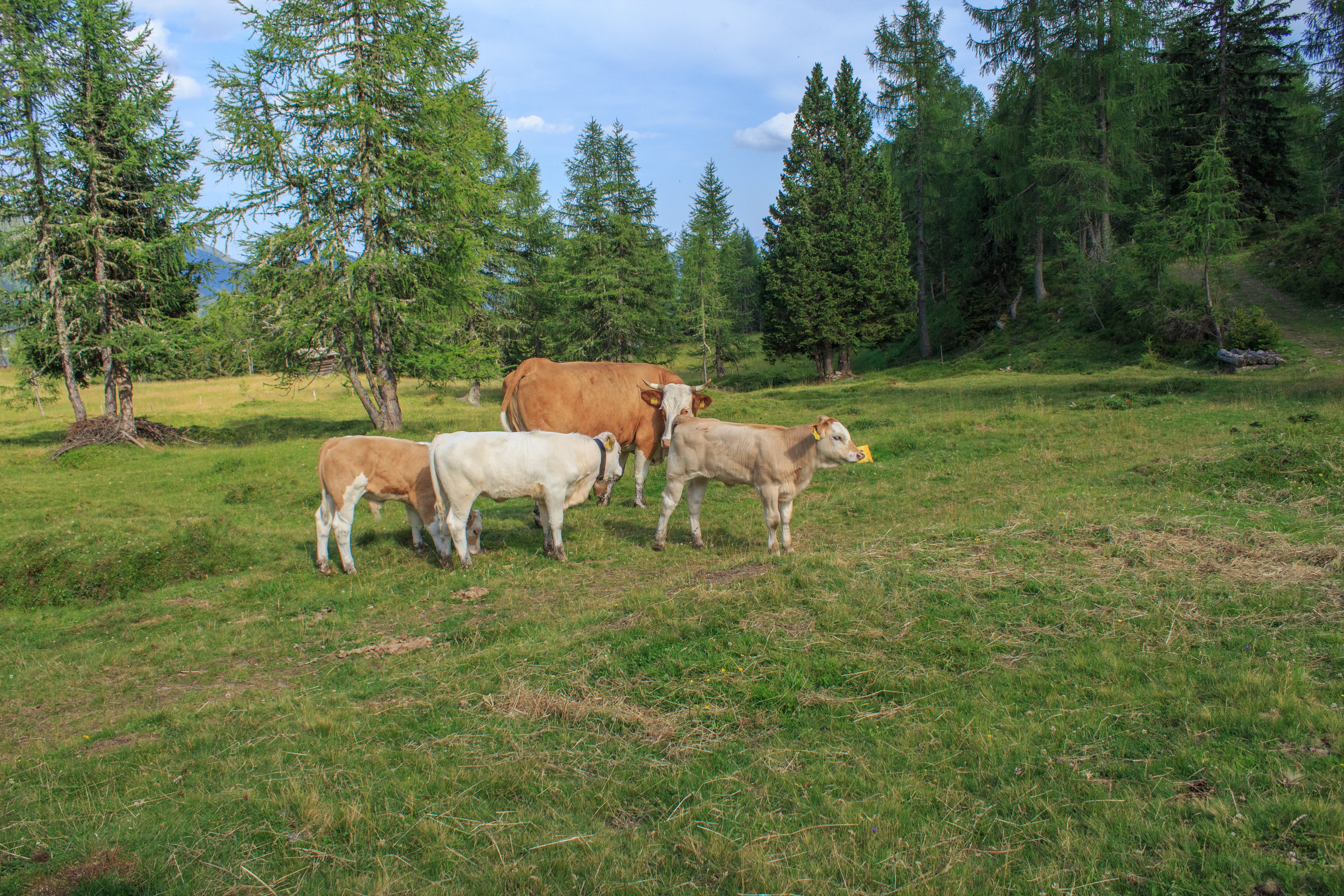 green color, cons cud, animal husbandry, pets, idyll, spotted, livestock, landscape, land, cattle farming, graze, beef, animal wildlife, dairy farming, HD Wallpaper
