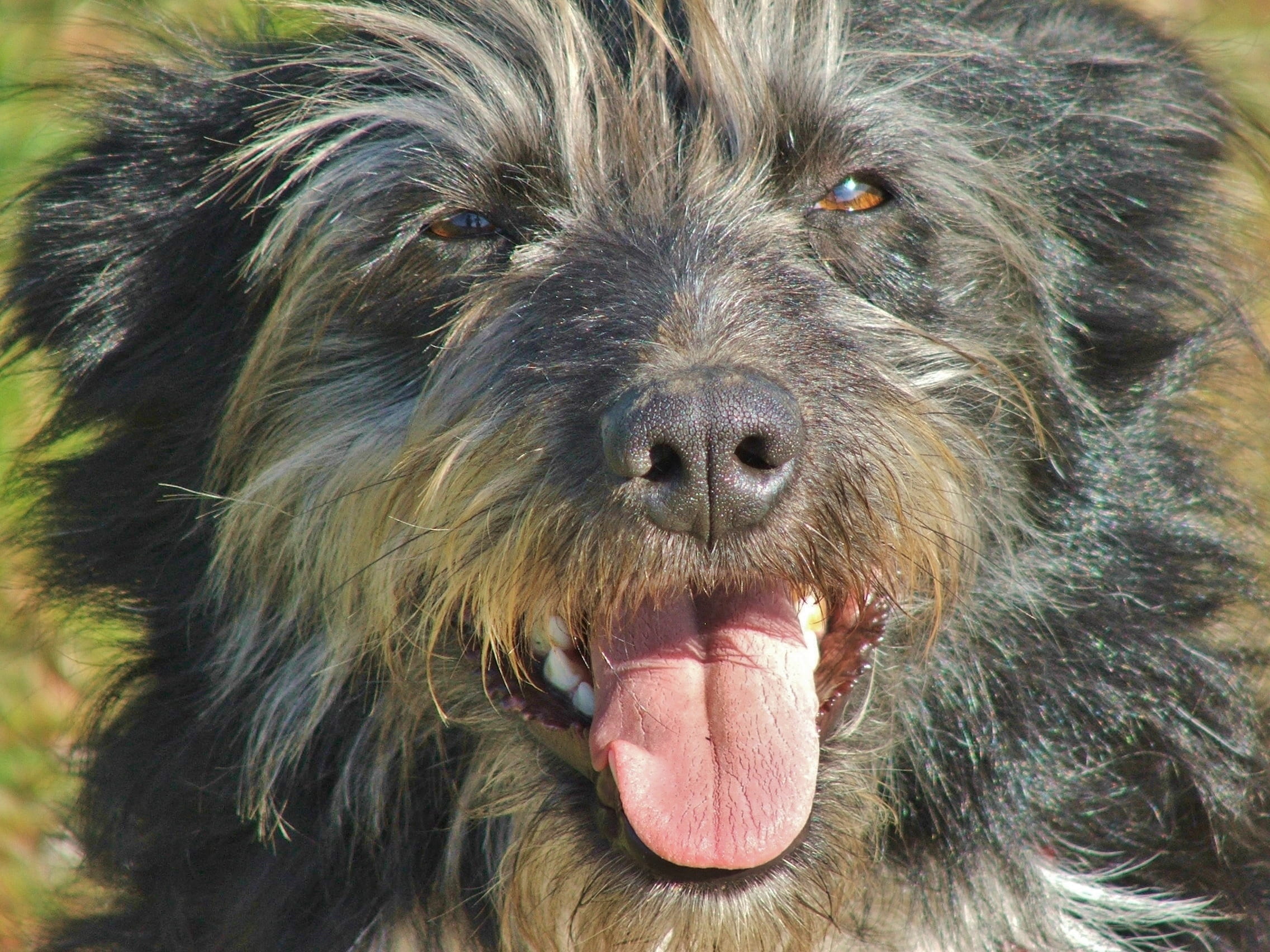 no people, close-up, canine, whisker, one animal, snout, 1080P, hair, animal head, ranch, happy, dog, collie, pets, domestic animals, animal mouth, animal tongue, HD Wallpaper