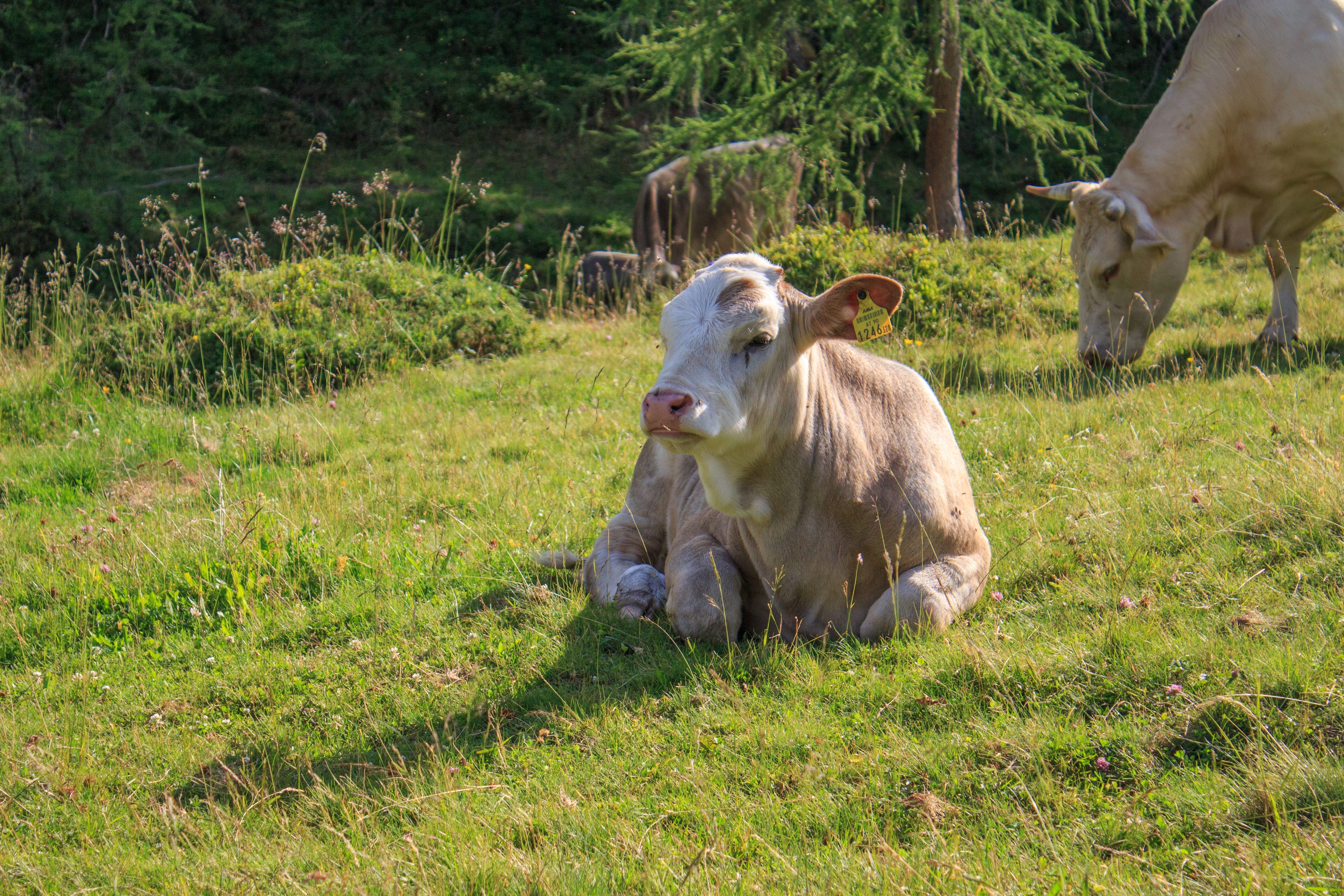 outdoors, domestic, group of animals, graze, juicy grass, pasture, idyll, farm, cons cud, grass, mountain meadows, happy cows, animal husbandry, meat supplier, HD Wallpaper