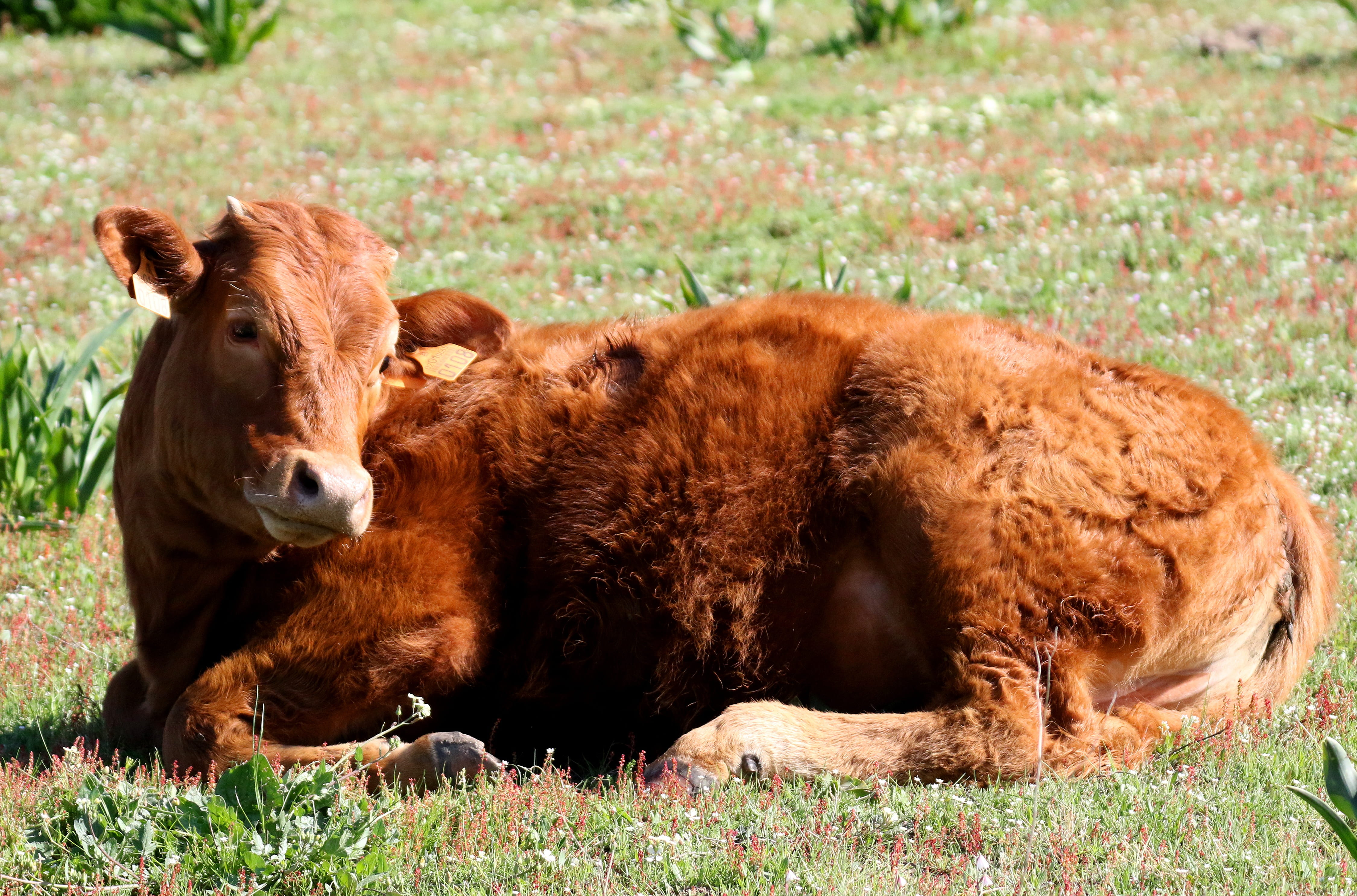 domestic animals, countryside, outdoors, domestic cattle, herbivorous, 4K, mammal, animal, outdoor, posing, relaxation, meadow, rural, happy, farm, animal themes, HD Wallpaper