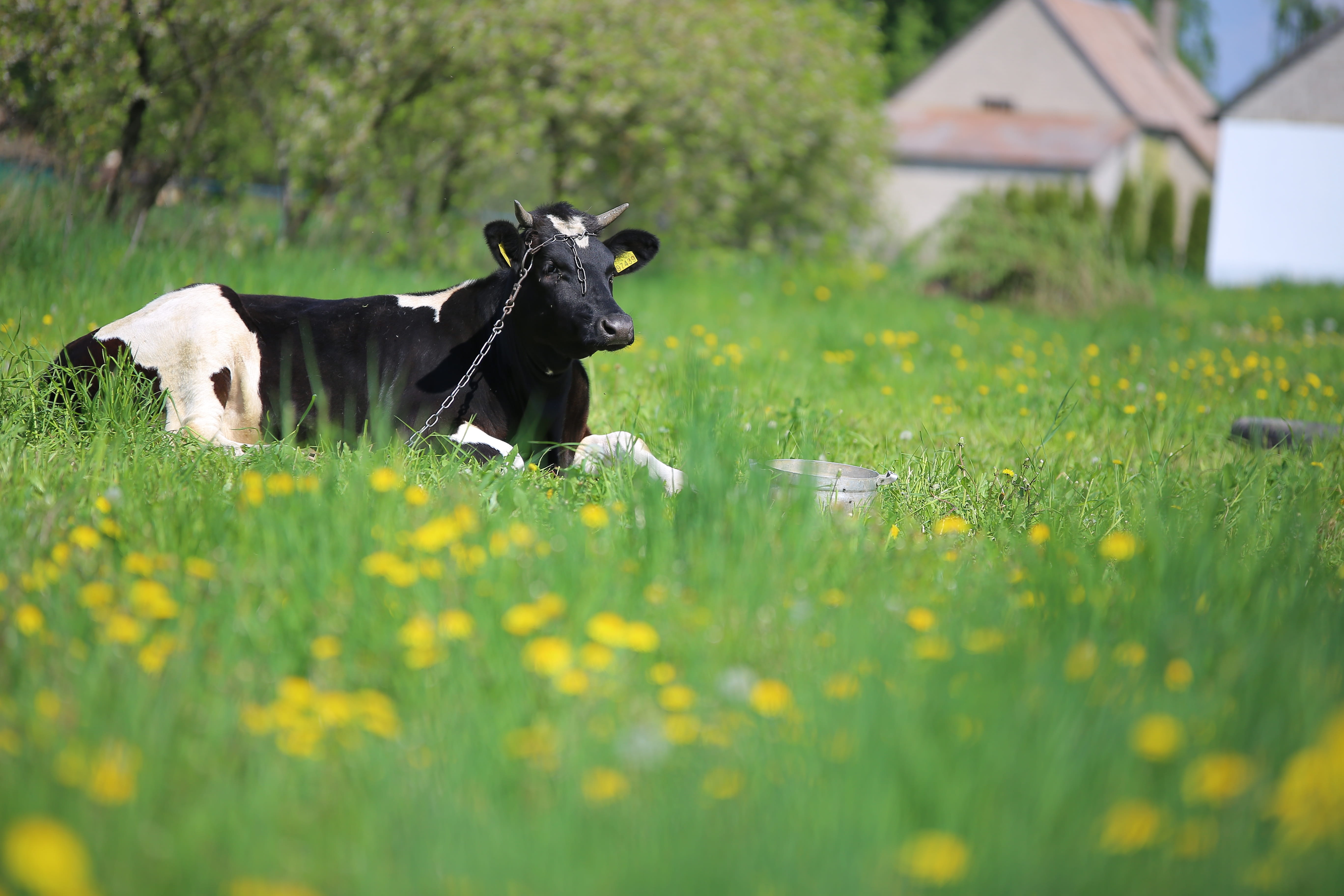 cattle, pets, nature, mammal, domestic, 5K, canine, plant, one animal, dog, field, no people, vertebrate, cow, domestic animals, green, green color, grass, HD Wallpaper