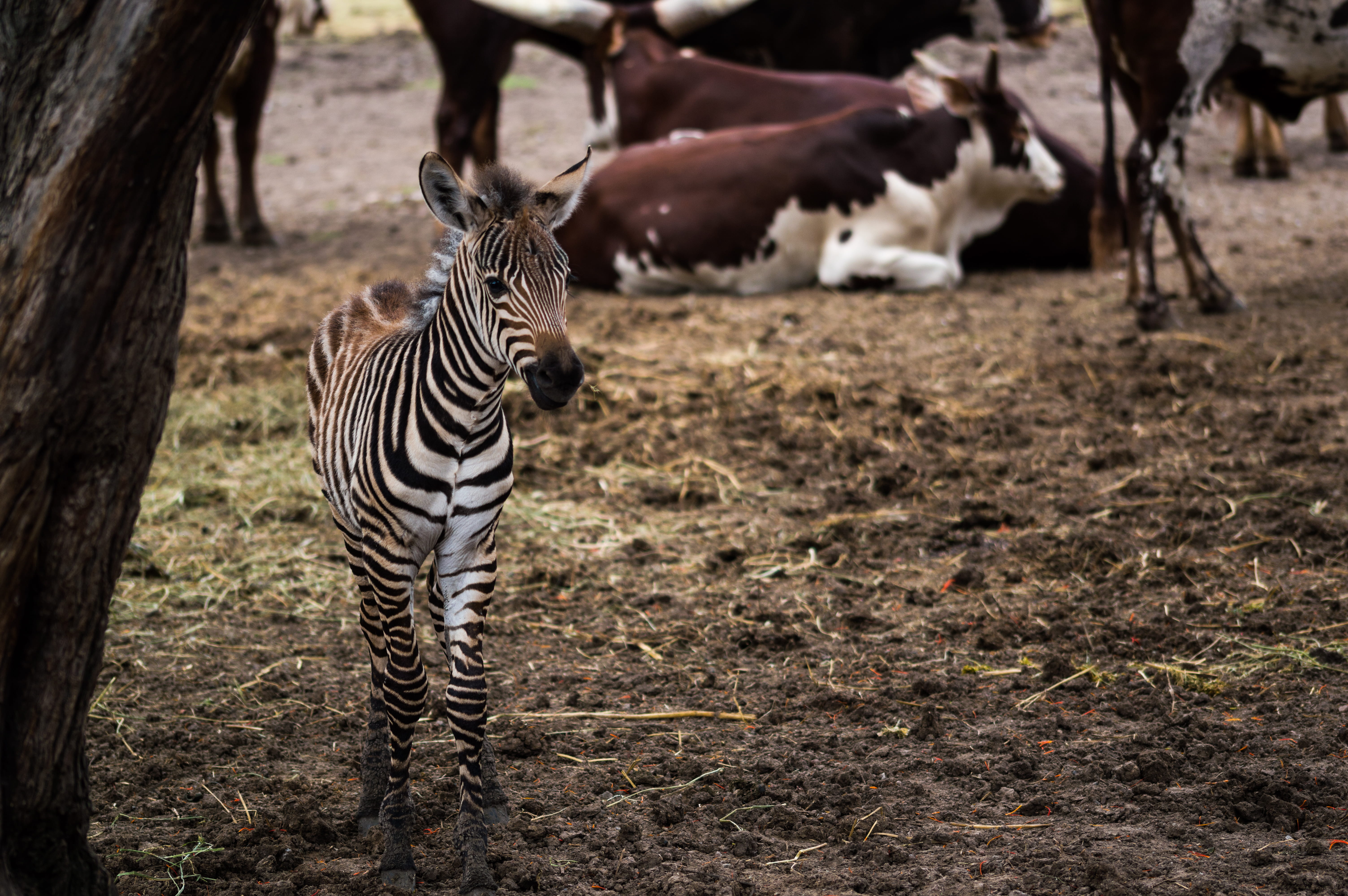 outdoors, safari, animals in the wild, tree, mammal, domestic animals, land, animal, near, 5K, alone, zebra, cow, mud, field, no people, young, herbivorous, HD Wallpaper