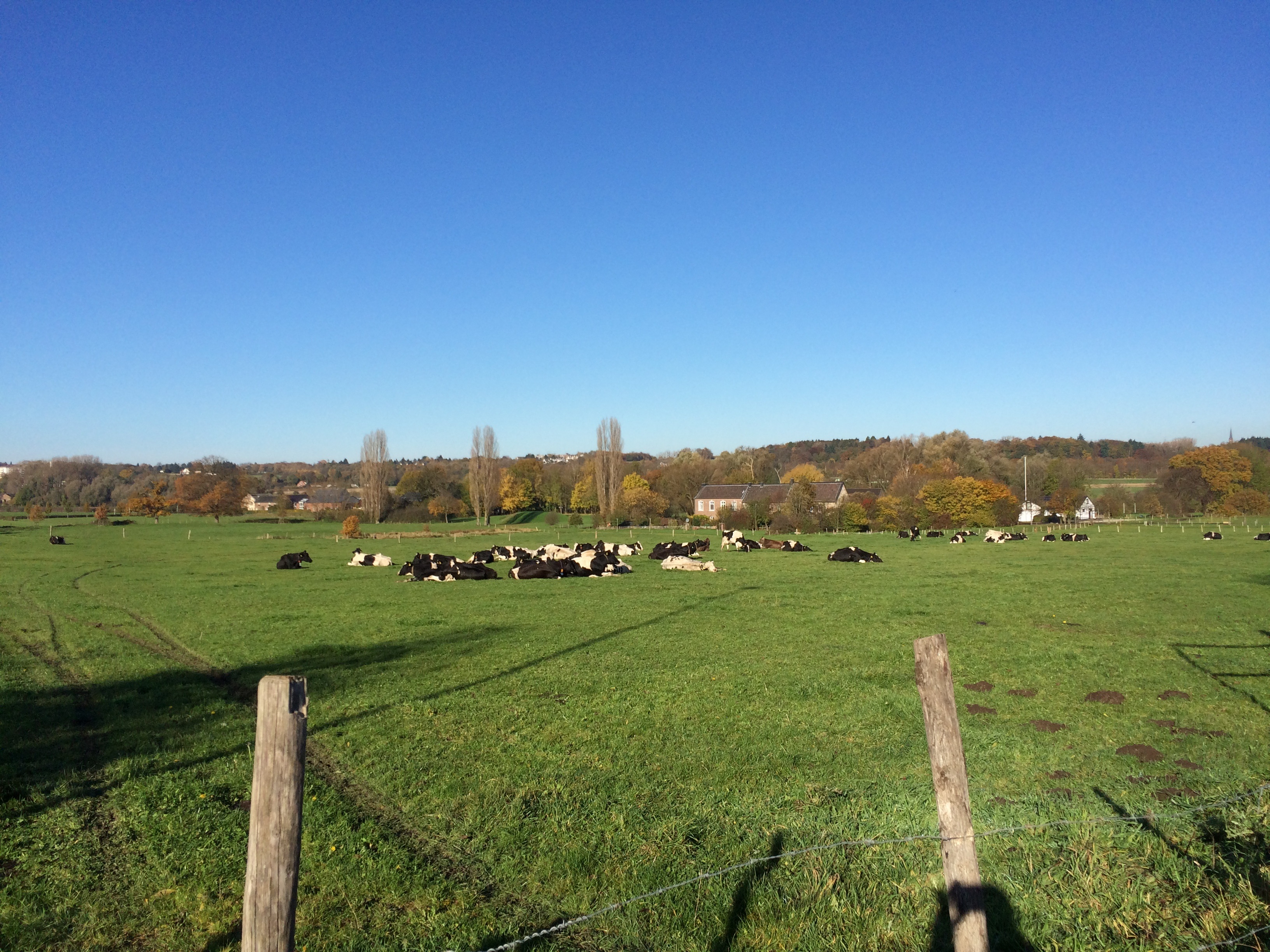 plant, agriculture, environment, sky, happy cows, meadow, 2K, mammal, grass, group of animals, nature, graze, animal themes, field, copy space, clear sky, HD Wallpaper