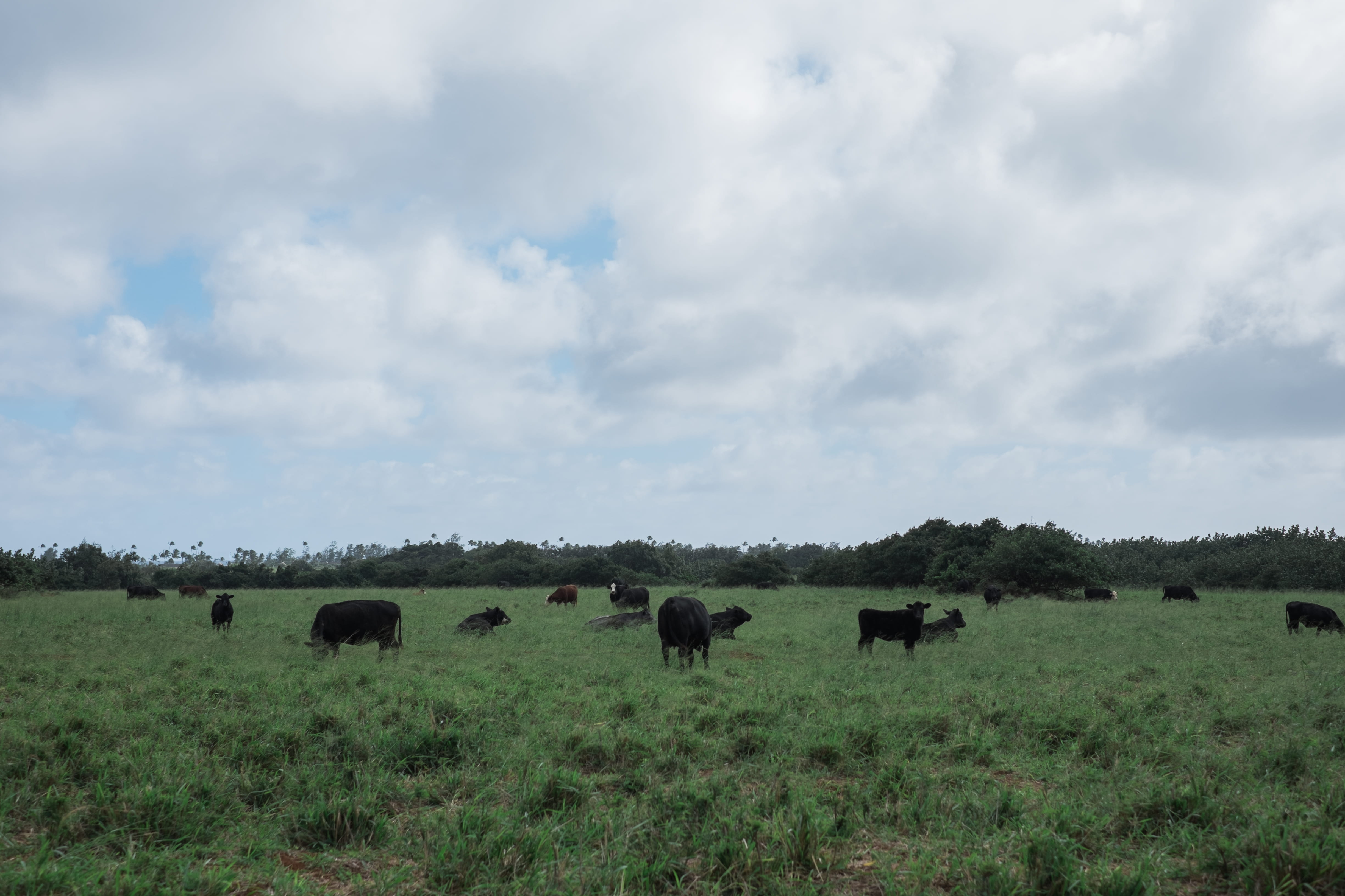 animal wildlife, vertebrate, clouds, environment, cow, grass, domestic, herbivorous, landscape, united states, kauai, 4K, no people, animal, bull, livestock, HD Wallpaper