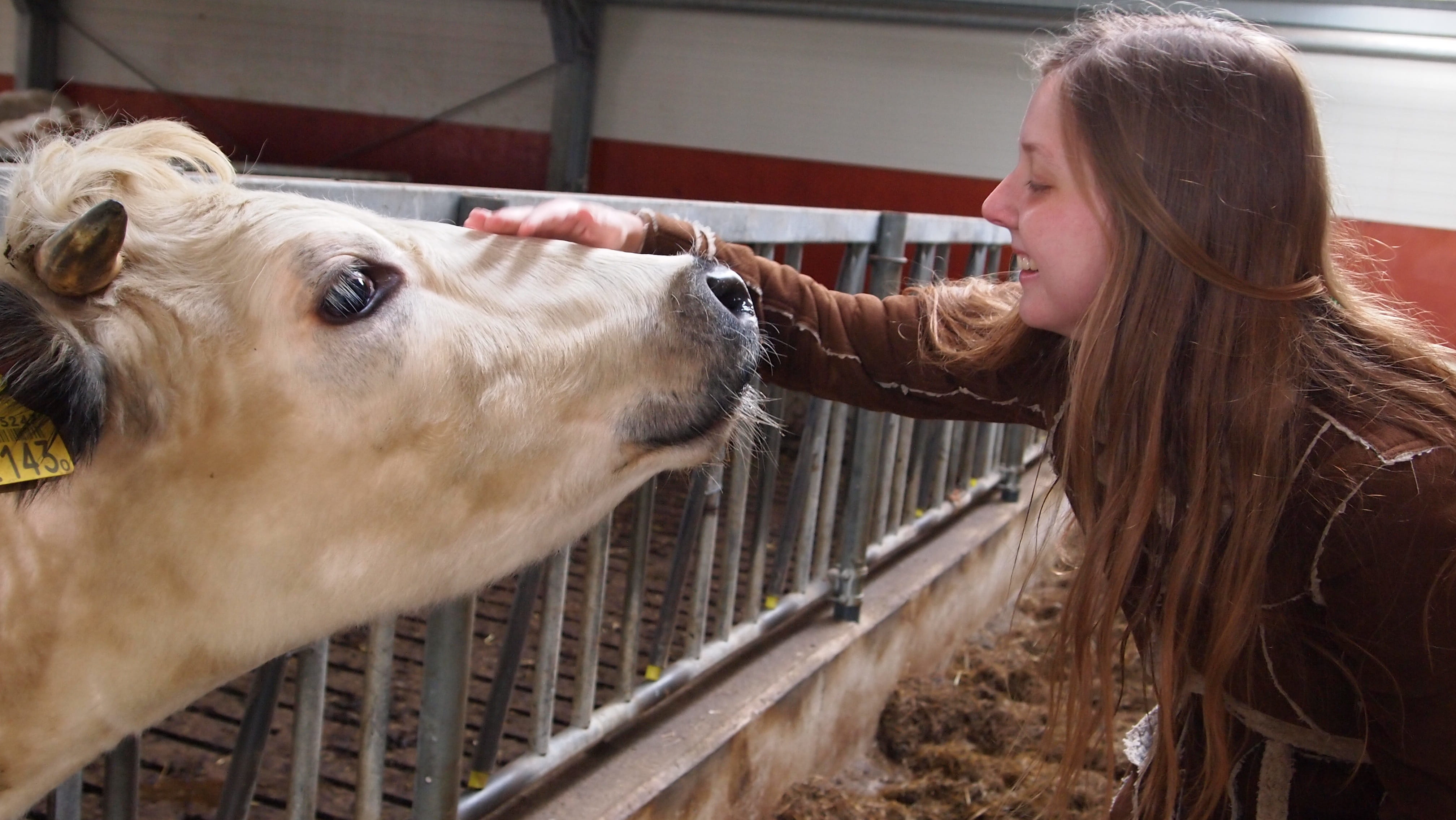 girl, child, 4K, blonde, sweet, happy, positive emotion, cow, mammal, animal, blond hair, vertebrate, pats, domestic animals, hairstyle, livestock, one animal, HD Wallpaper