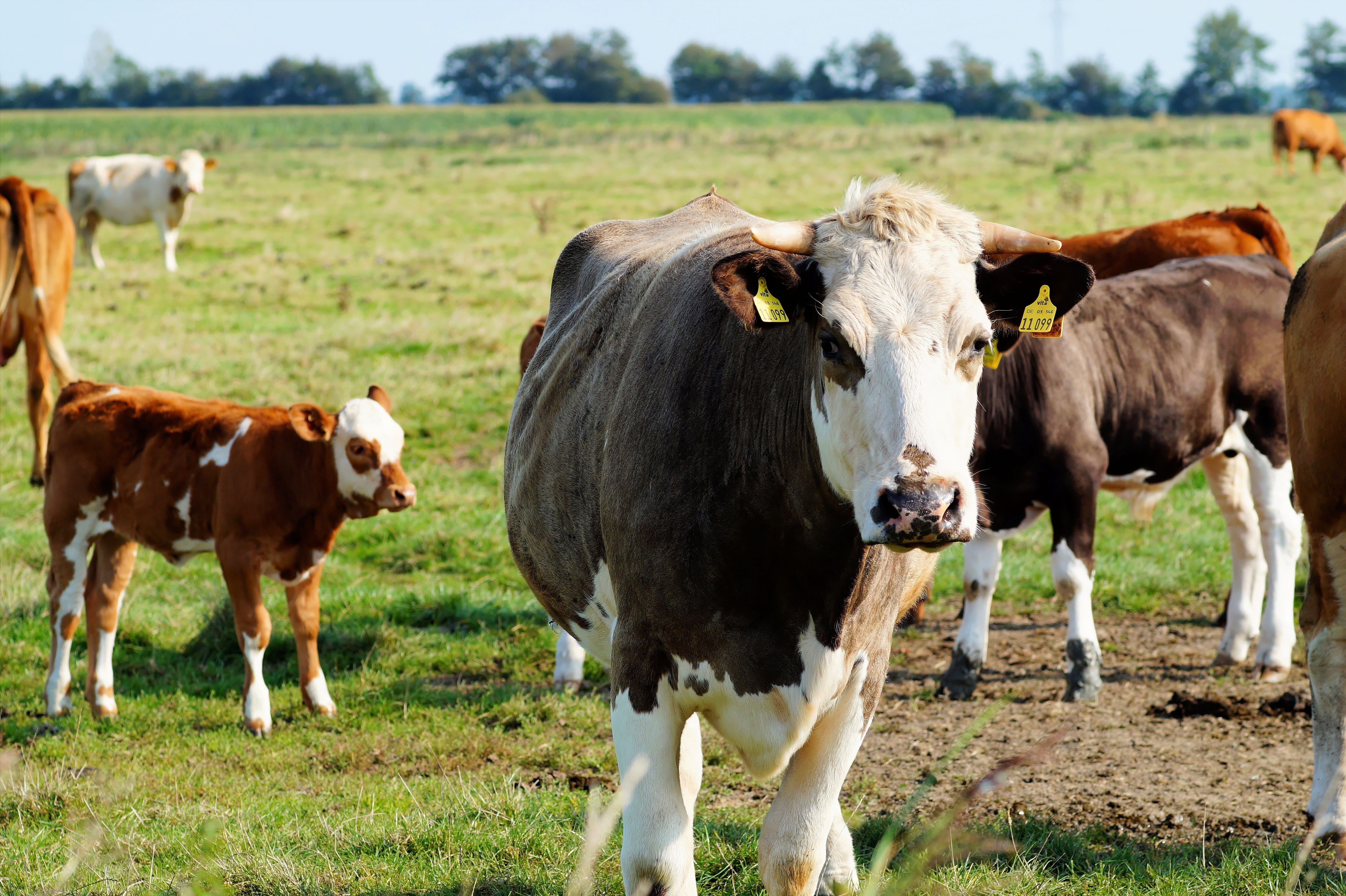 outdoors, group of animals, landscape, grass, vertebrate, day, animal, agriculture, flock, Cows, graze, livestock, cow, animal family, pets, plant, no people, HD Wallpaper