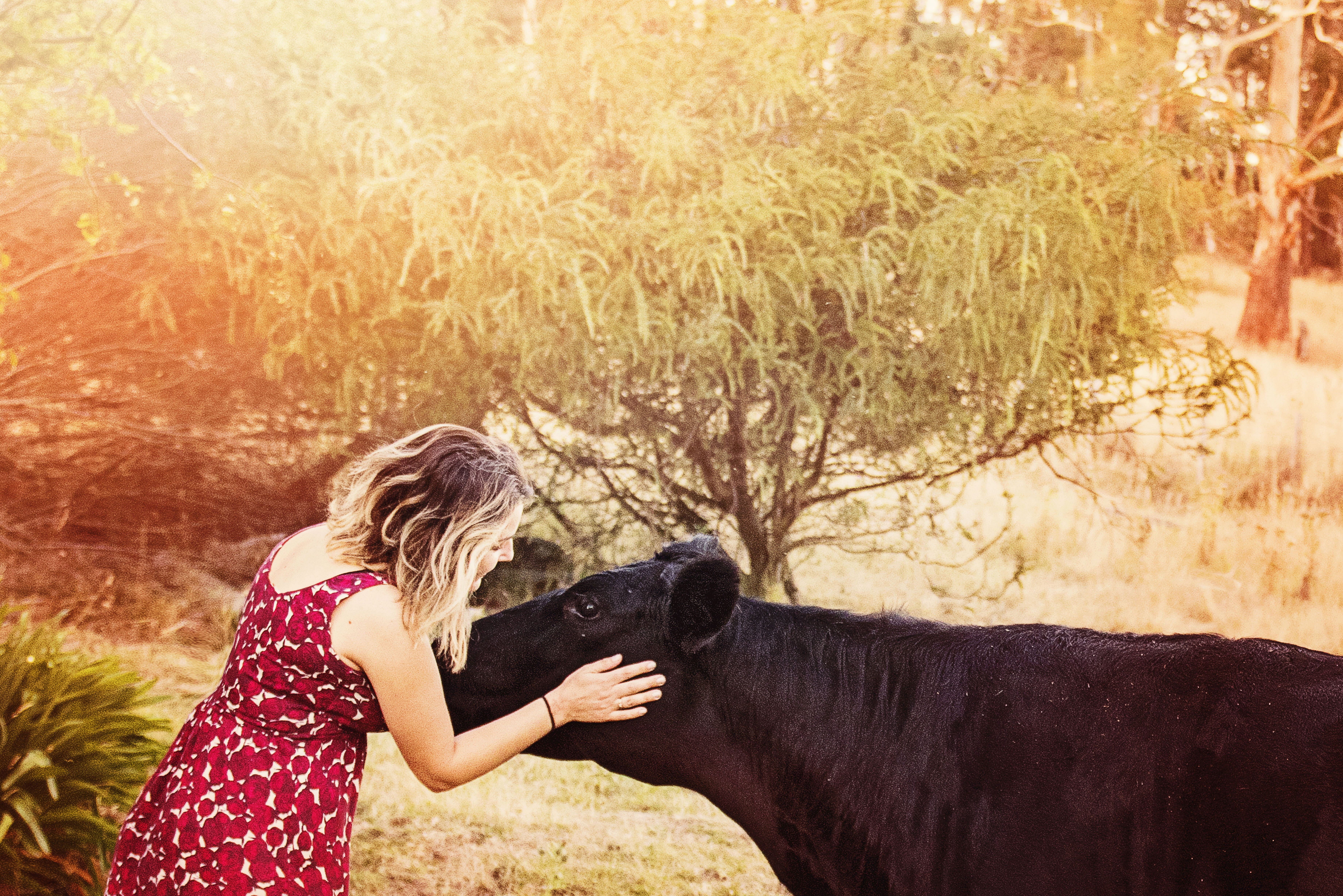 cow, hairstyle, vertebrate, outdoors, one animal, pets, field, domestic animals, side view, real people, daylight, mammal, nature, hair, women, domestic, HD Wallpaper