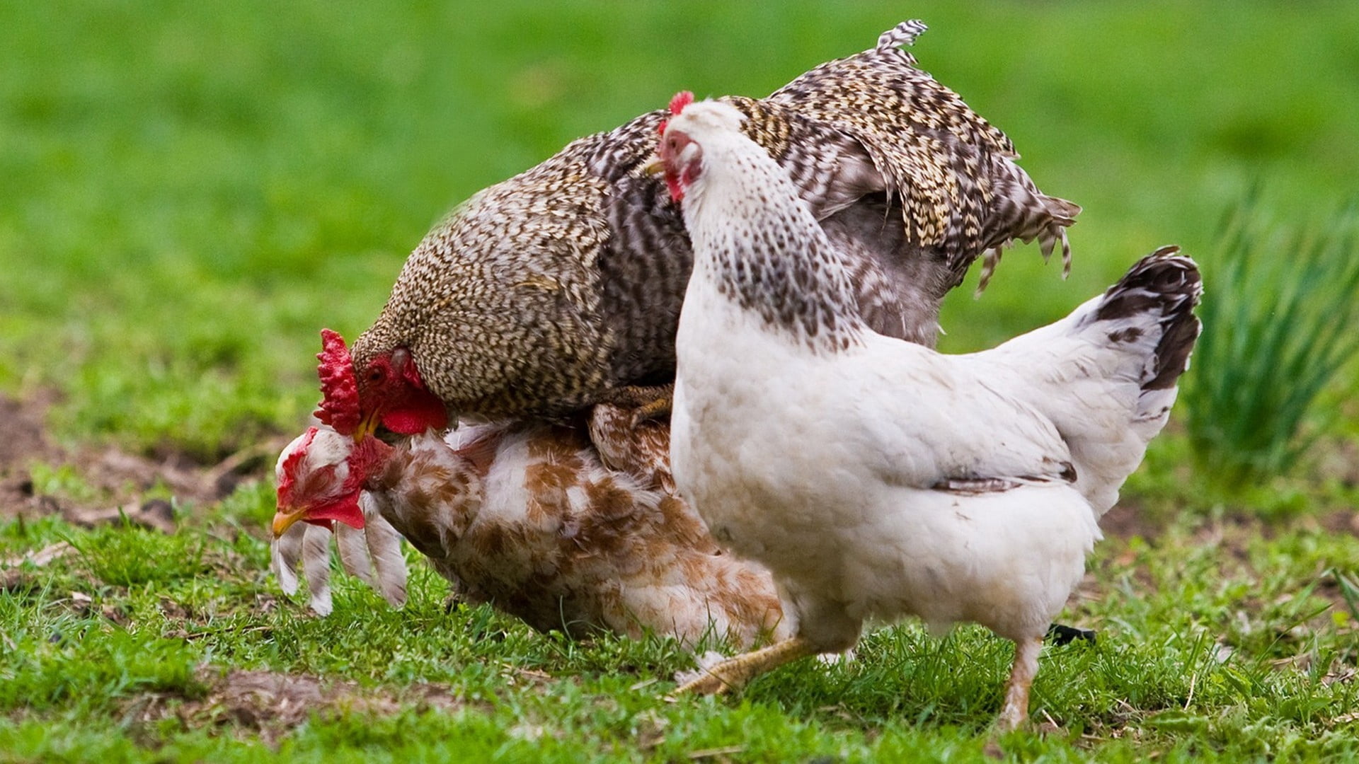 green Color, agriculture, poultry, nature, organic, meat, two animals, grass, livestock, rural Scene, meadow, hen, cockerel, vertebrate, red, mammal, feather, HD Wallpaper