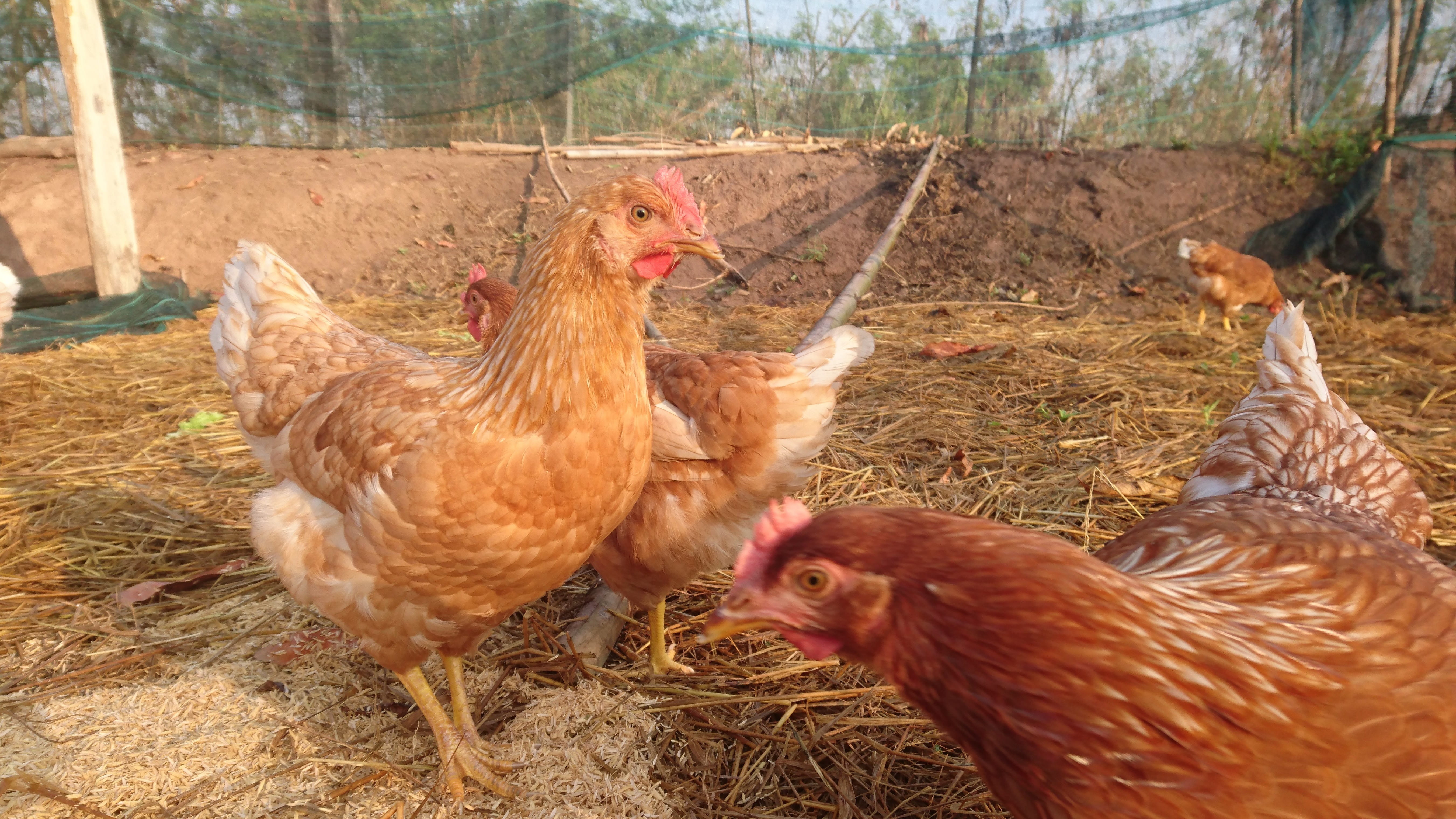 chicken Coop, bird, vertebrate, outdoors, food, animal, animal family, domestic Animals, Chicken, Hen, brown, mammal, 5K, rural Scene, livestock, pets, HD Wallpaper