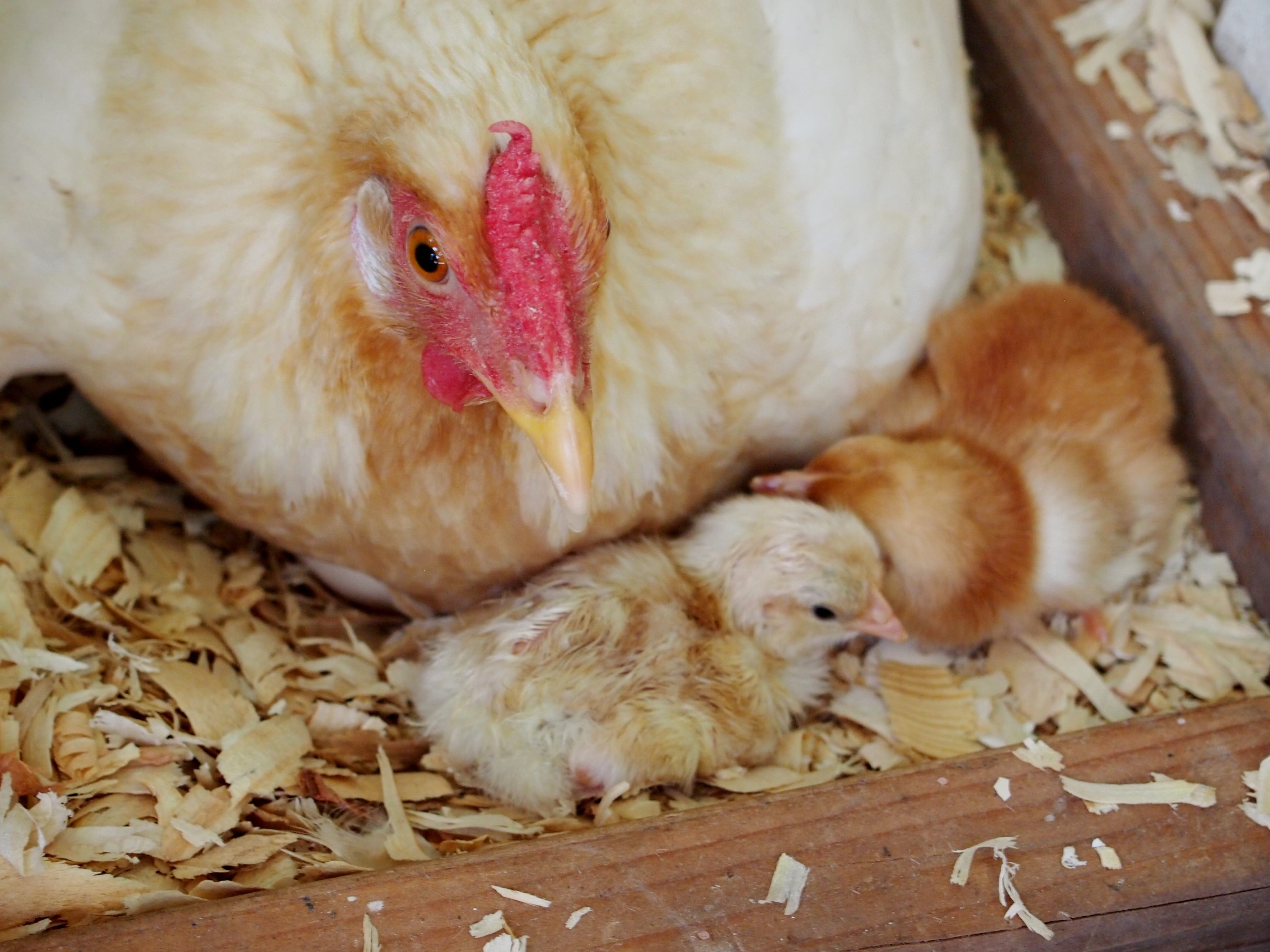 food, animal themes, medium group of animals, animal, no people, Nature, pets, domestic animals, poultry, rural Scene, 4K, Farm, Animals, baby Chicken, HD Wallpaper