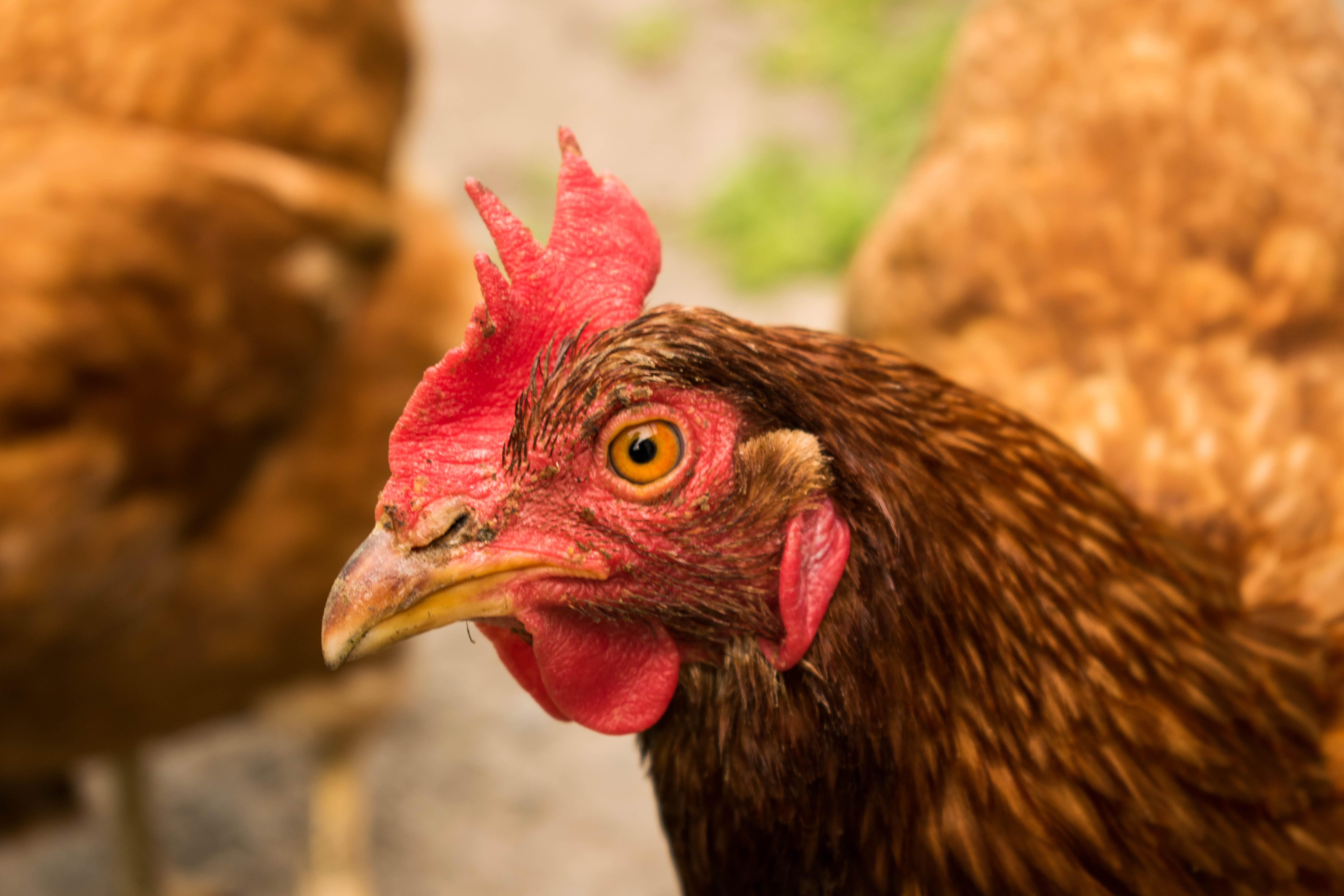 chicken - Bird, animal, close-up, chicken Coop, livestock, profile view, agriculture, outdoors, 5K, vertebrate, animal themes, focus on foreground, animals crest, HD Wallpaper