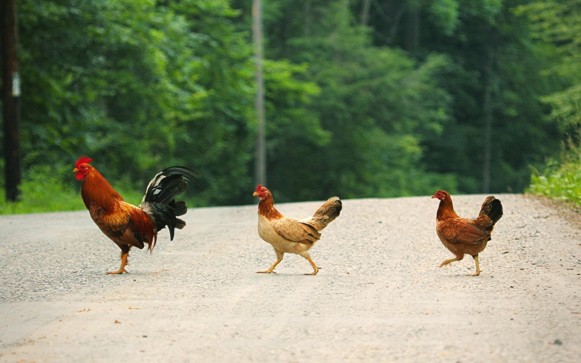 farm, mammal, rural Scene, trees, hen, vertebrate, walking, rooster, brown, animal, go, bird, domestic, meat, cock, chicken Coop, red, food, livestock, HD Wallpaper