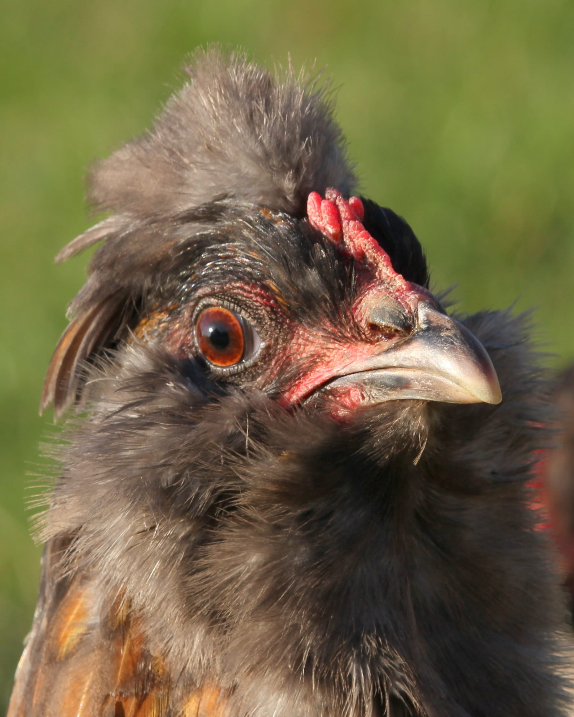 looking, animal body part, farm, look, grey, focus on foreground, frown, pets, one animal, Hen, Chicken, fowl, bird, outdoors, livestock, 1080P, nature, Phone HD Wallpaper