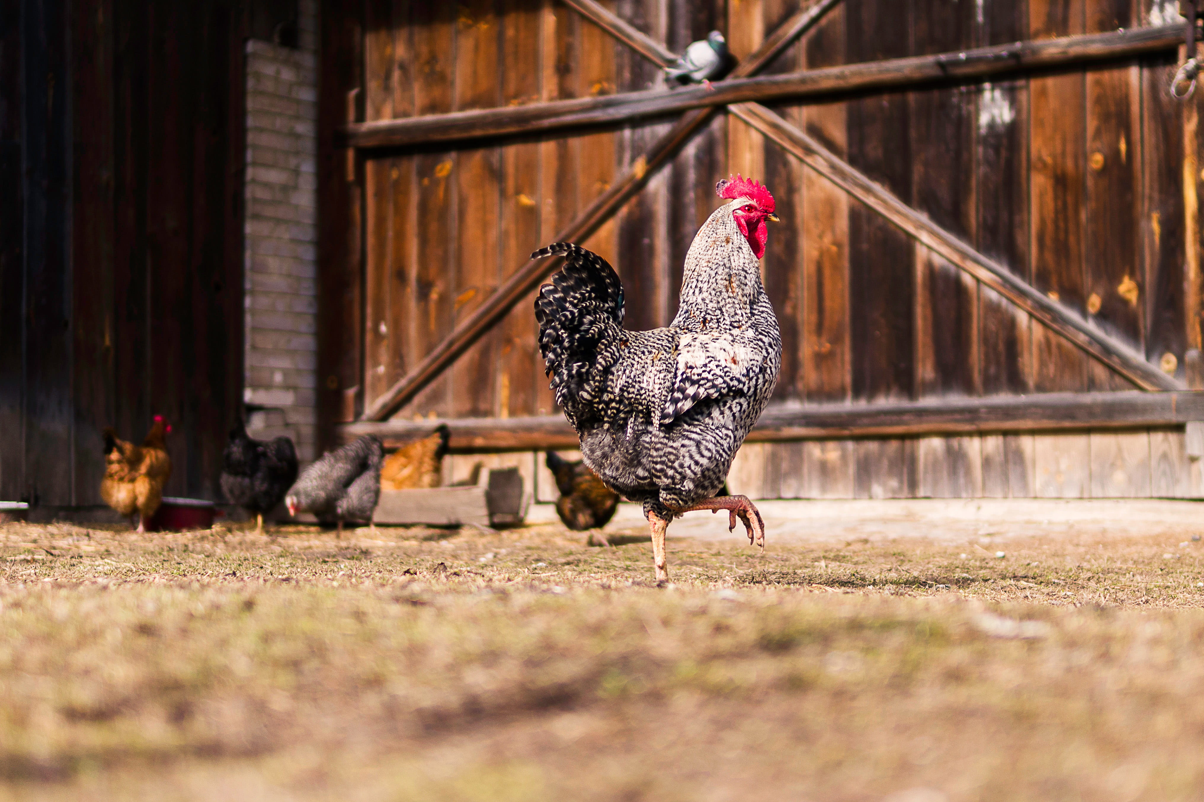 animal, outdoors, agriculture, Bird, nature, group of animals, male animal, chicken, domestic, mammal, red, livestock, Rooster, photos, chicken Coop, surface level, HD Wallpaper
