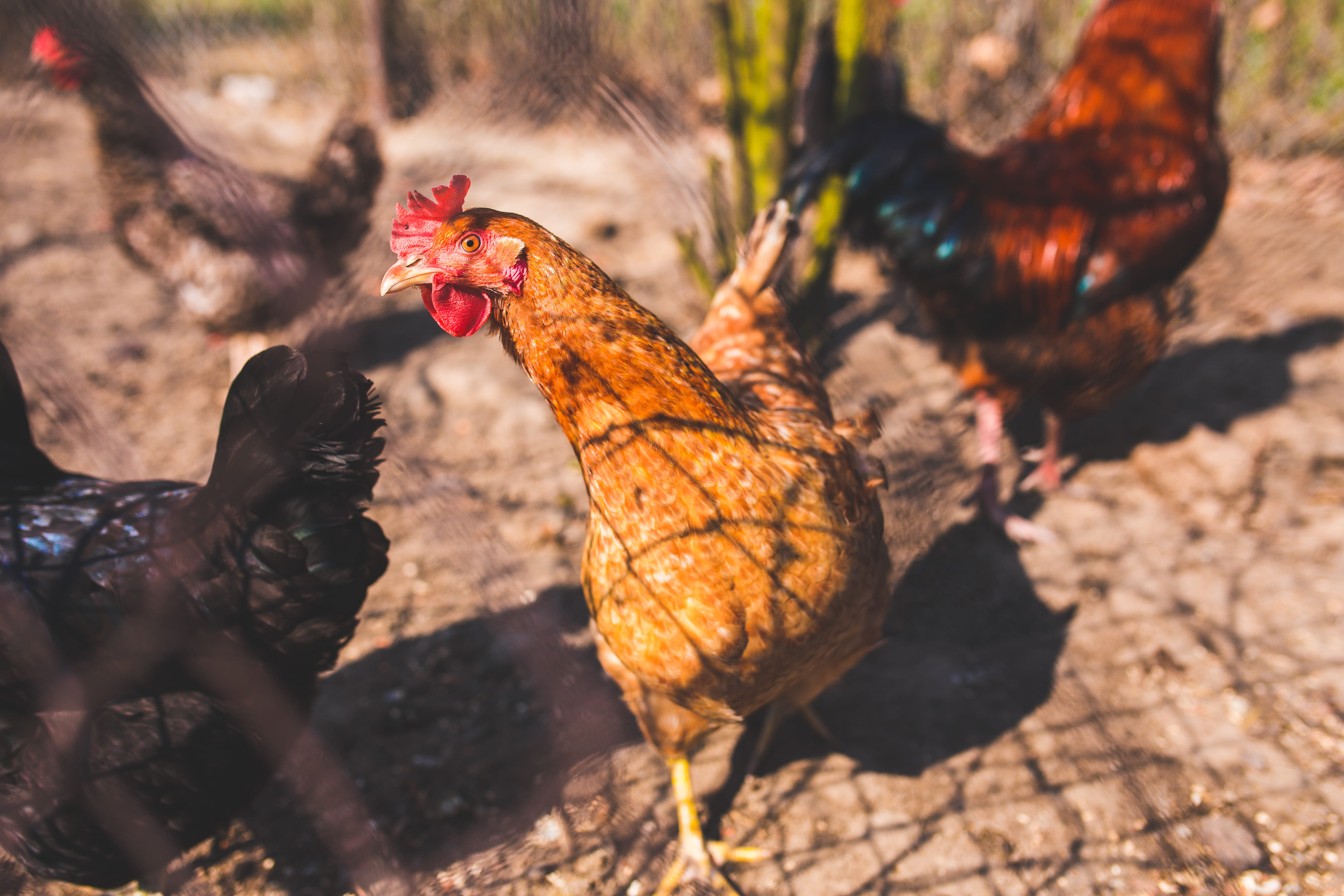 animal themes, vertebrate, chicken, rooster, village, chickens, nature, pets, day, animal, chicken - bird, traditional, group of animals, cock, field, mammal, HD Wallpaper