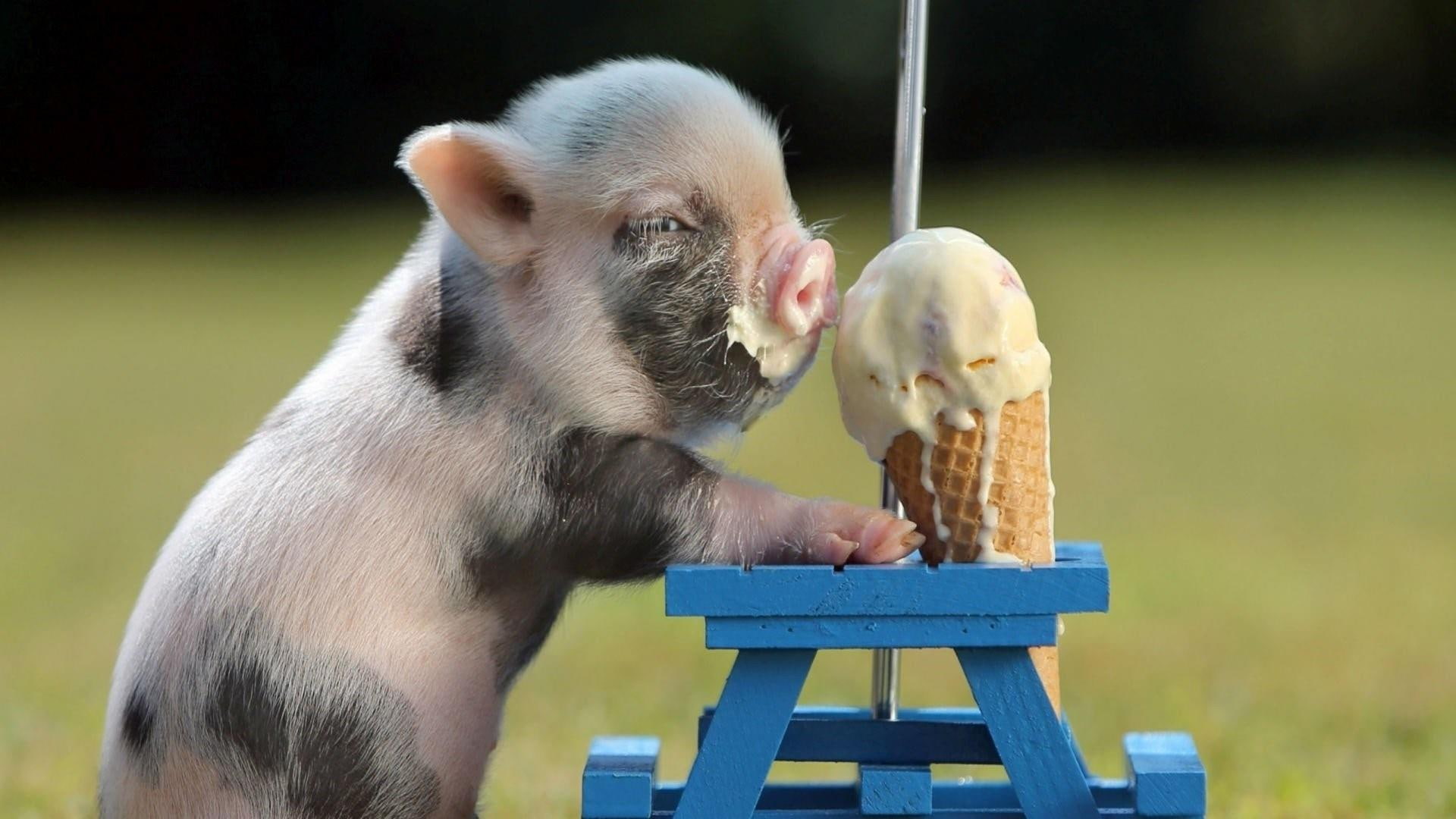 cute, animals, 1080P, pig, icecream, HD Wallpaper