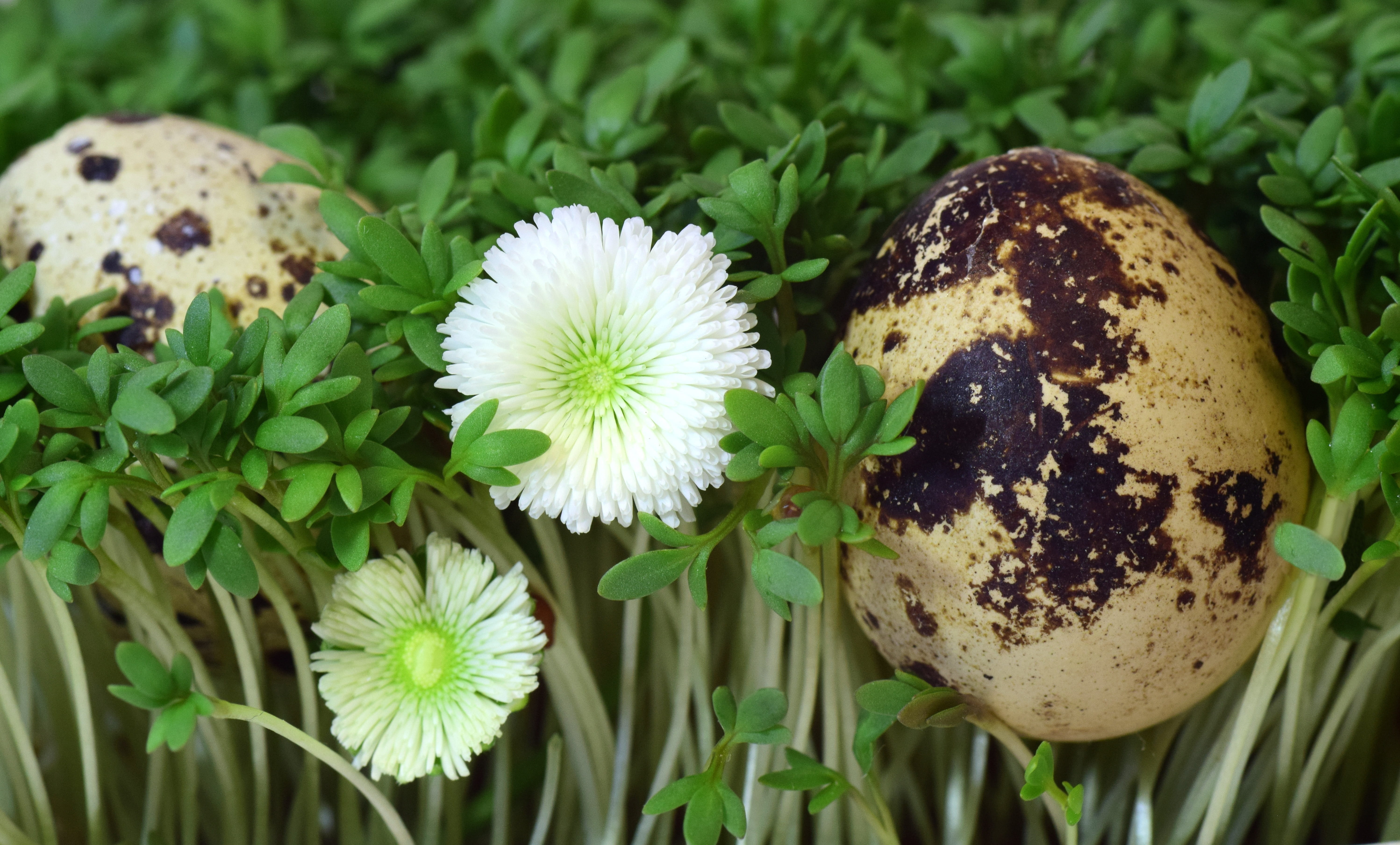 outdoors, white color, 5K, birds nest, day, inflorescence, easter nest, eggshell, close-up, quail egg, hidden, vulnerability, nature, protected, spotted, HD Wallpaper