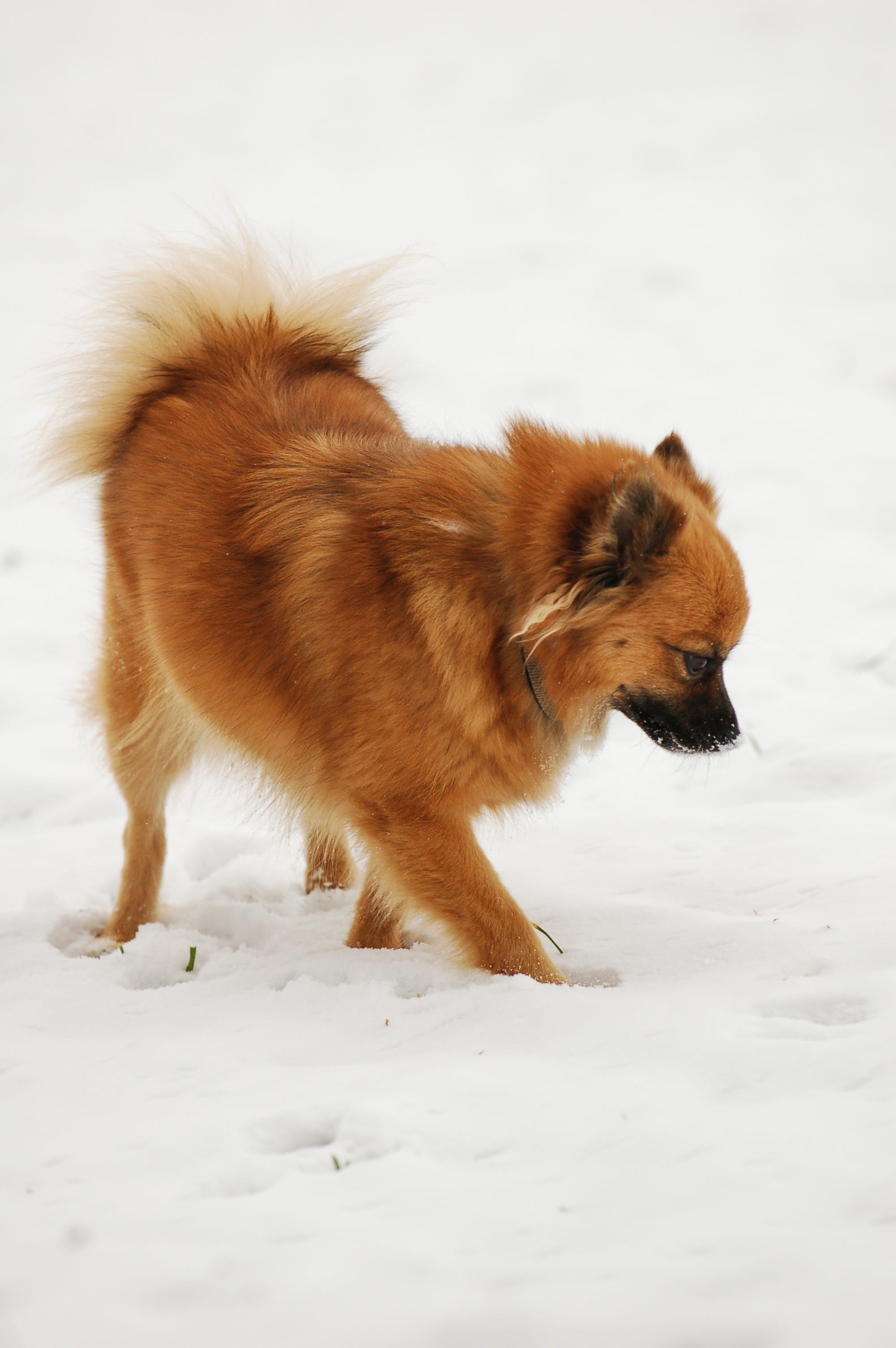 domestic, running, side view, Dog, Snow, domestic animals, canine, covering, nature, mammal, pets, cold temperature, no people, field, one animal, vertebrate, Phone HD Wallpaper