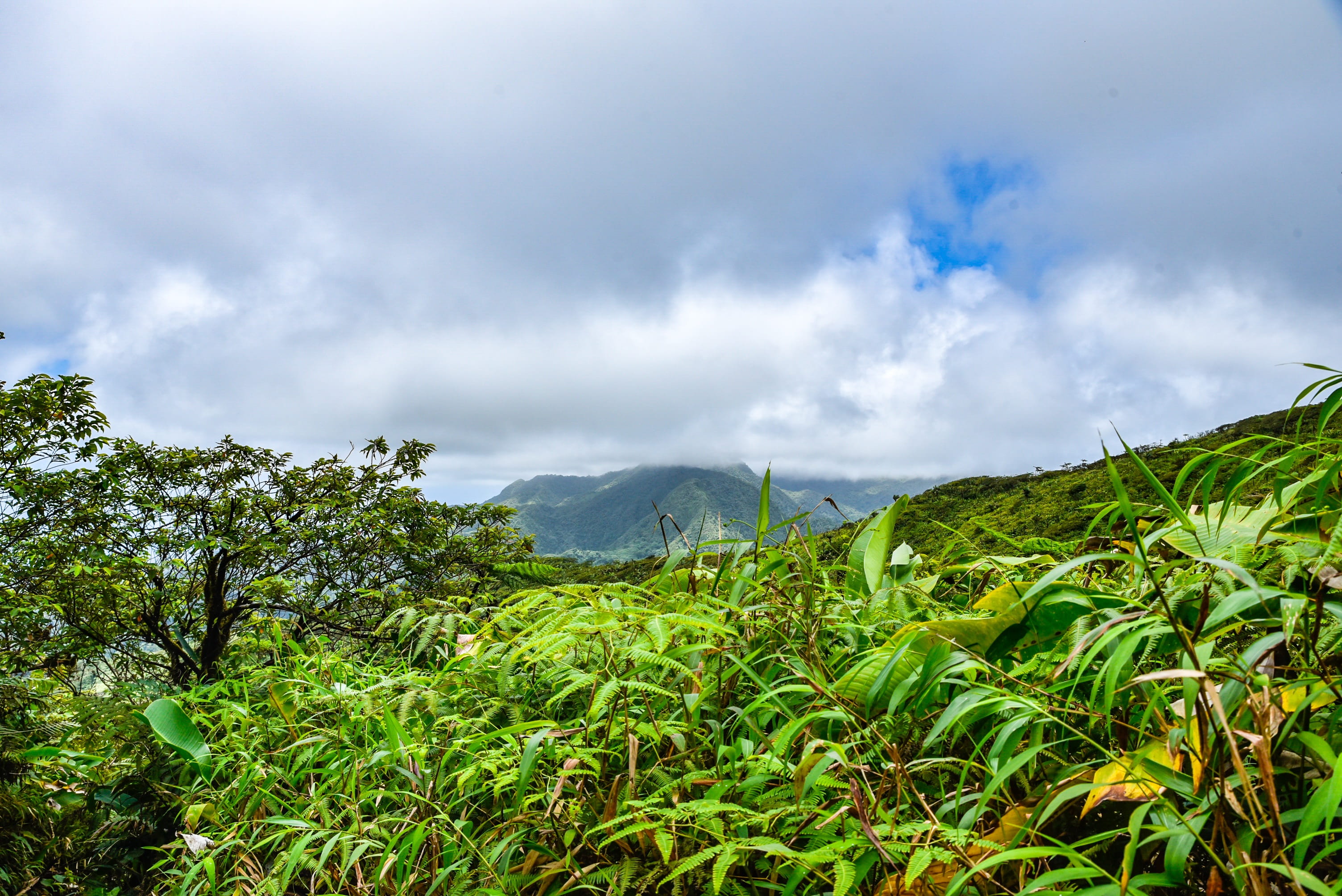 green color, growth, st vincent and the grenadines, outdoors, non-urban scene, plant, rainforest, la soufriere volcano, mountain range, tree, land, table rock, HD Wallpaper