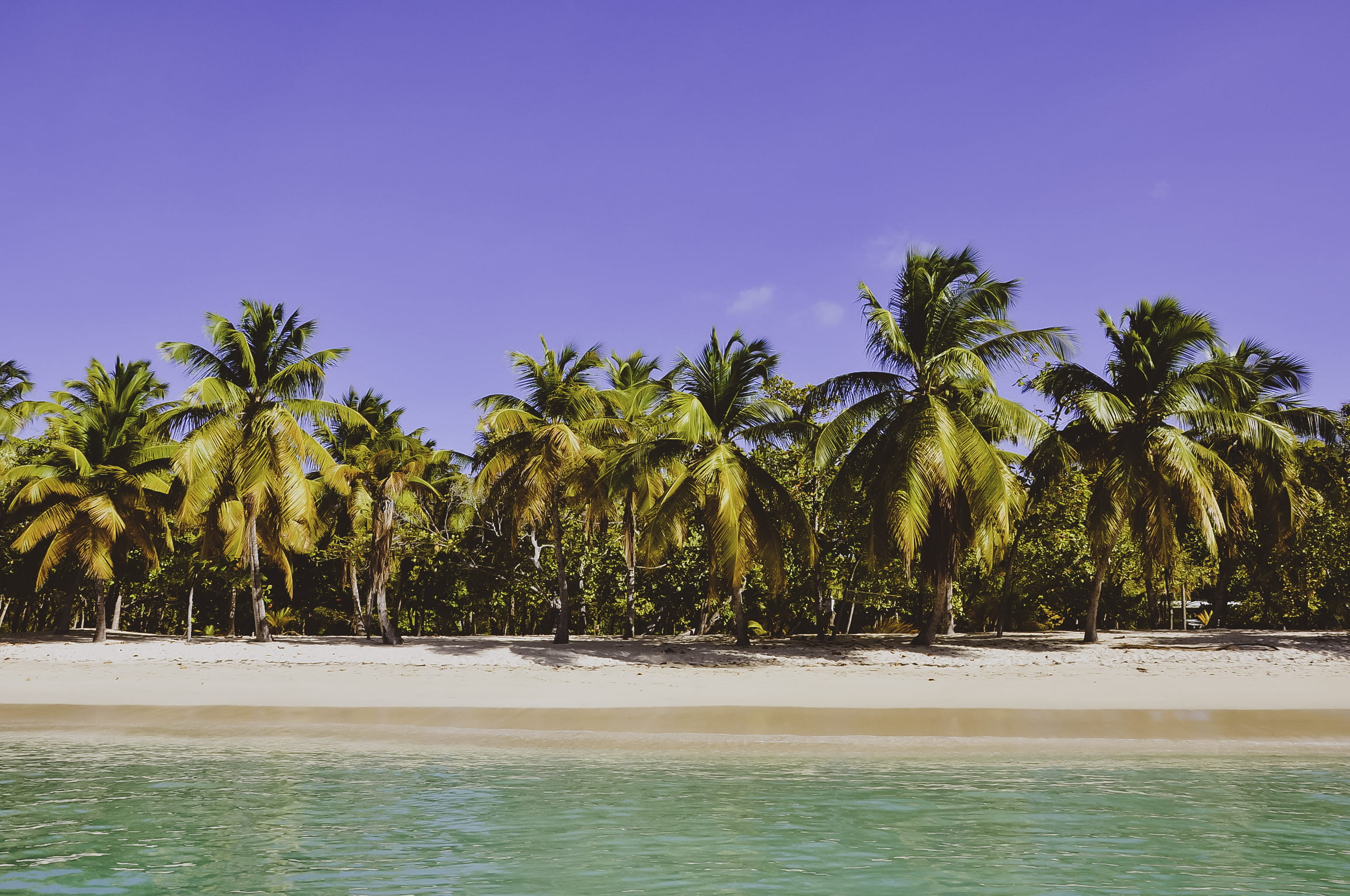 tree, palm trees, outdoors, land, blue, tranquil scene, paradise, plant, lagoon, palm tree, idyllic, beauty in nature, water, nature, ocean, sea, tropical tree, HD Wallpaper