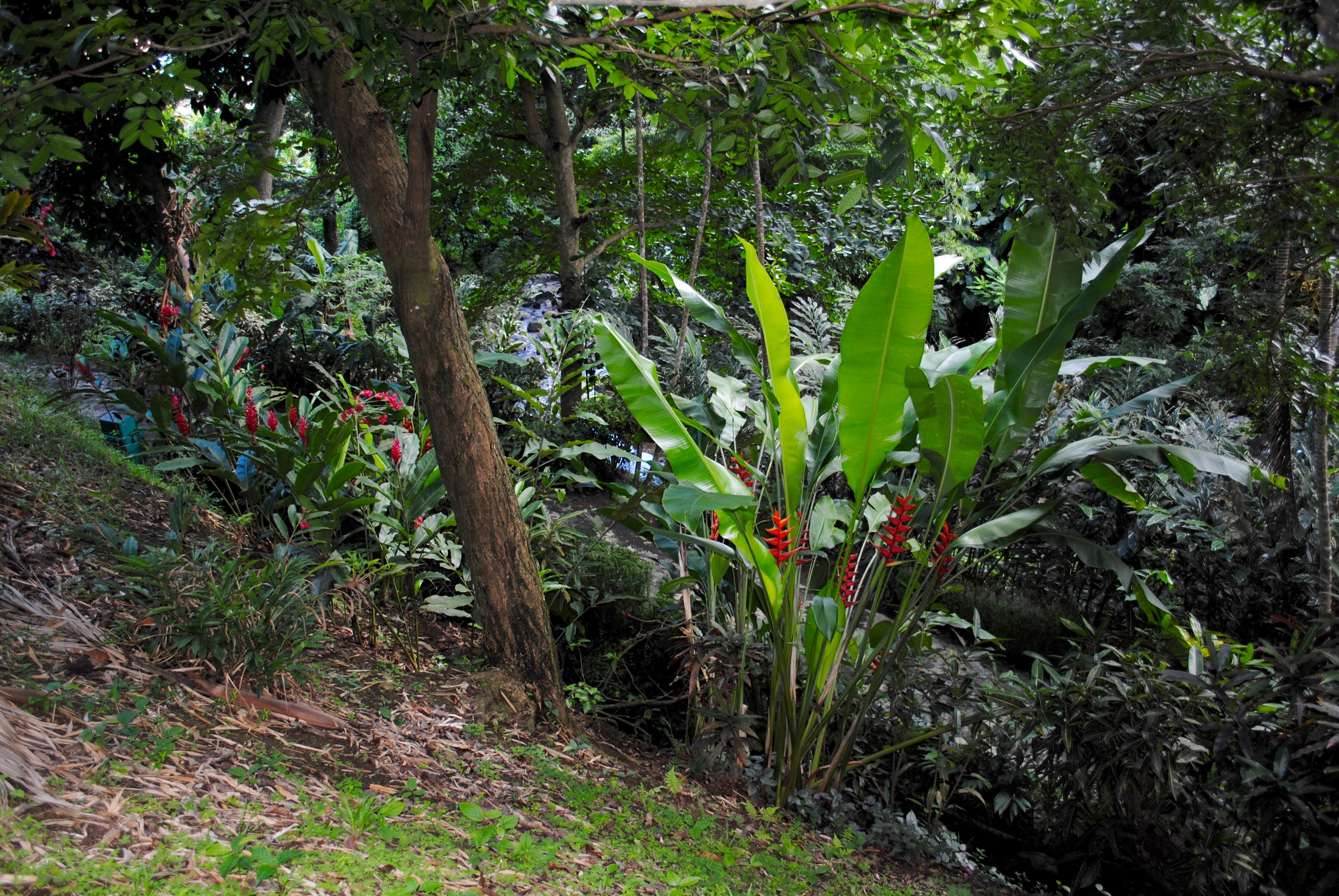 tree, summer, plant part, day, west indies, grenada, exotic, green color, forest, outdoors, flowering plant, land, field, plant, tropical, flora, caribbean, HD Wallpaper