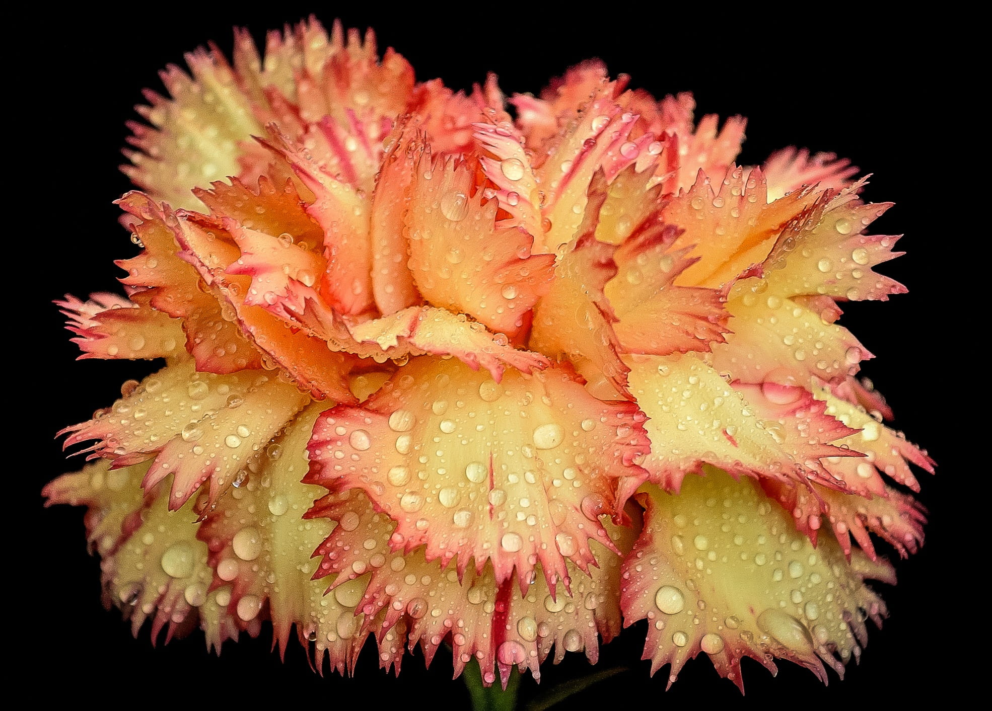 wet, natural, Raindrops, single, petal, raindrop, Orange, beauty in nature, nature, color, flowering plant, dew, fragility, inflorescence, studio shot, HD Wallpaper