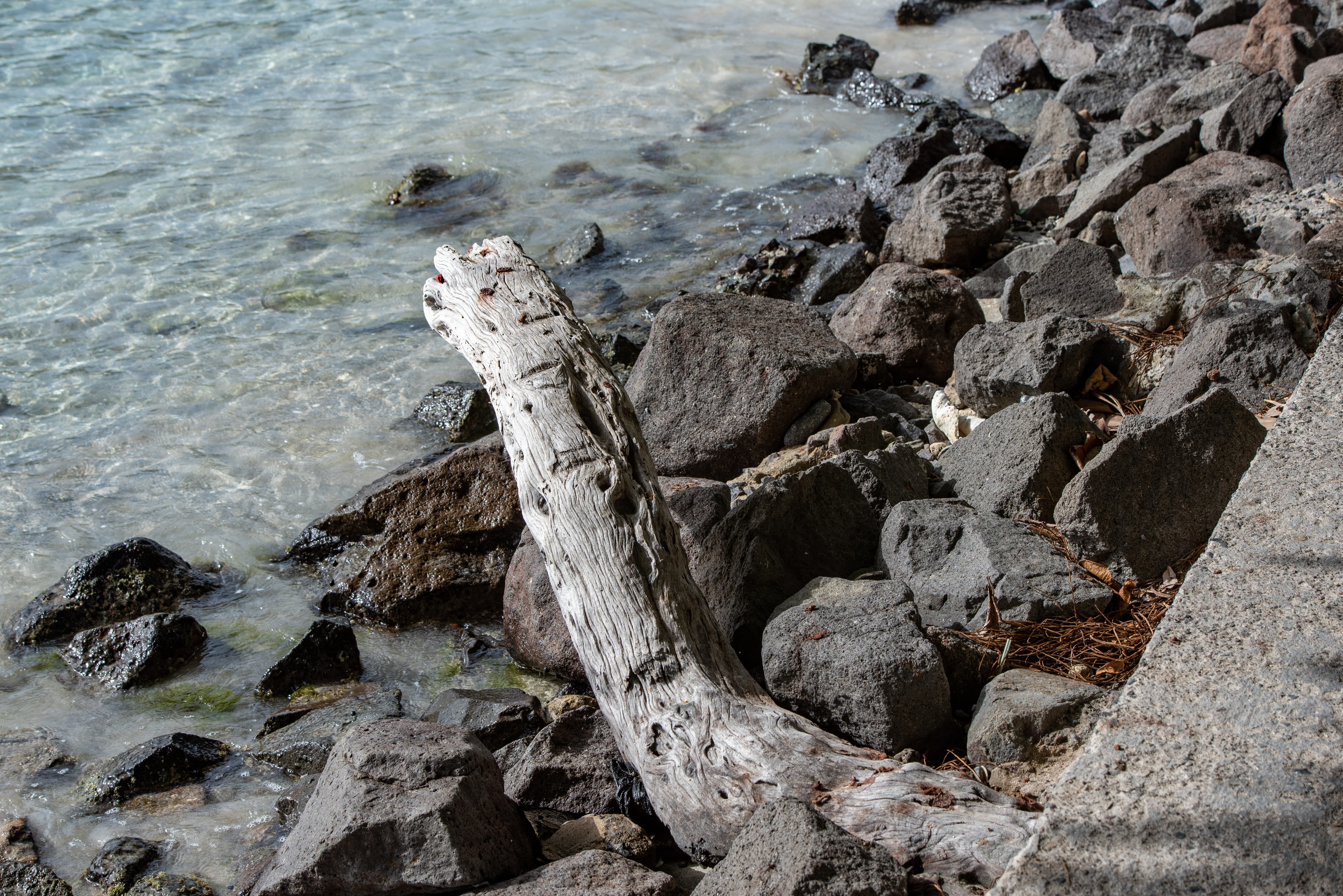 tranquil scene, tree, beach, nature, driftwood, outdoors, caribbean, beauty in nature, high angle view, day, water, 5K, rock, white sand beach, tranquility, HD Wallpaper