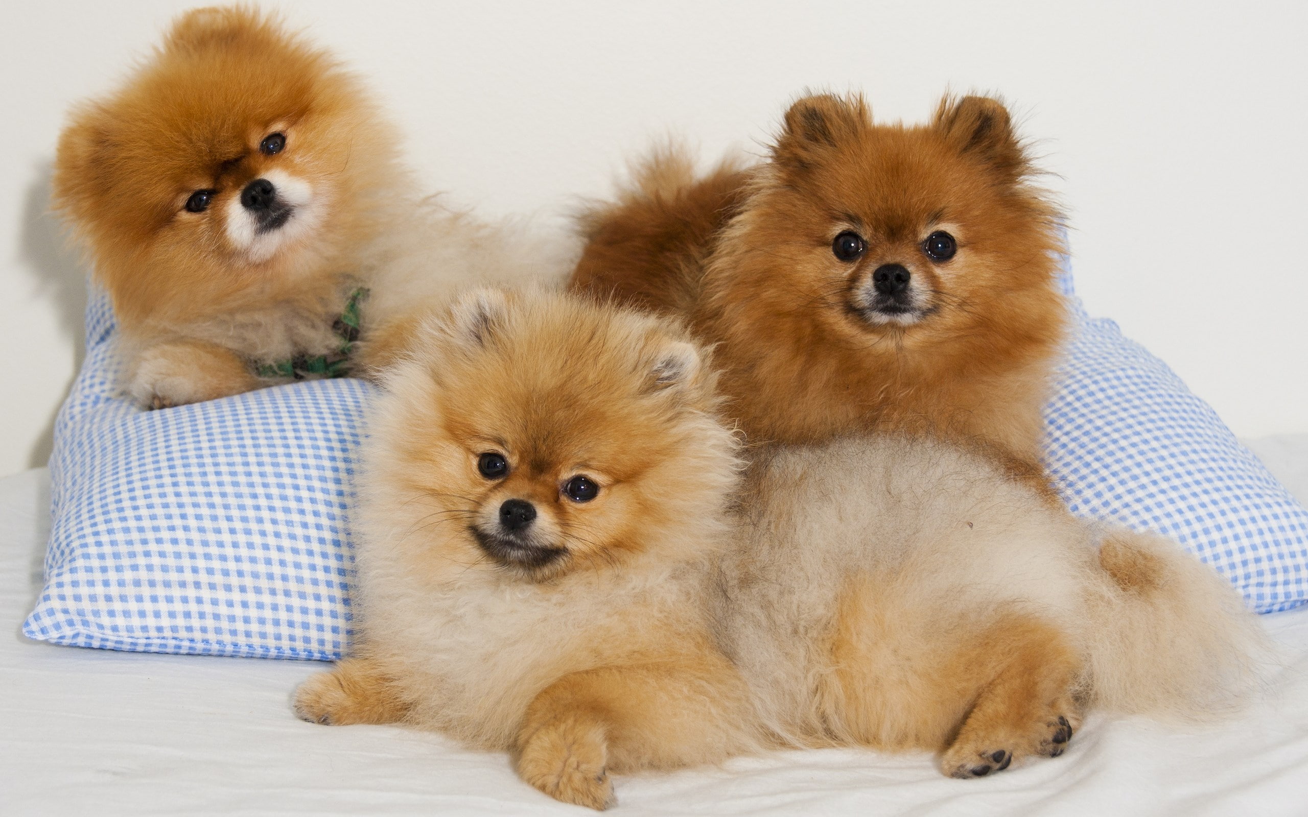 2K, pomeranian, HD Wallpaper